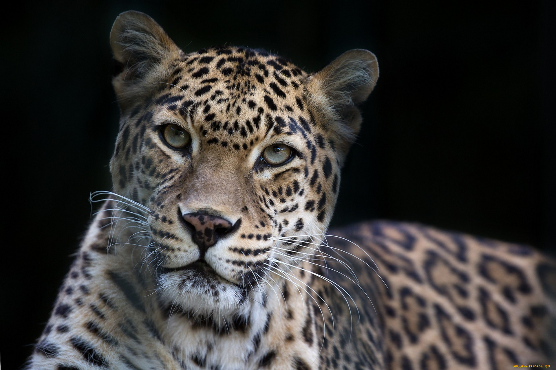 животные, леопарды, хищник