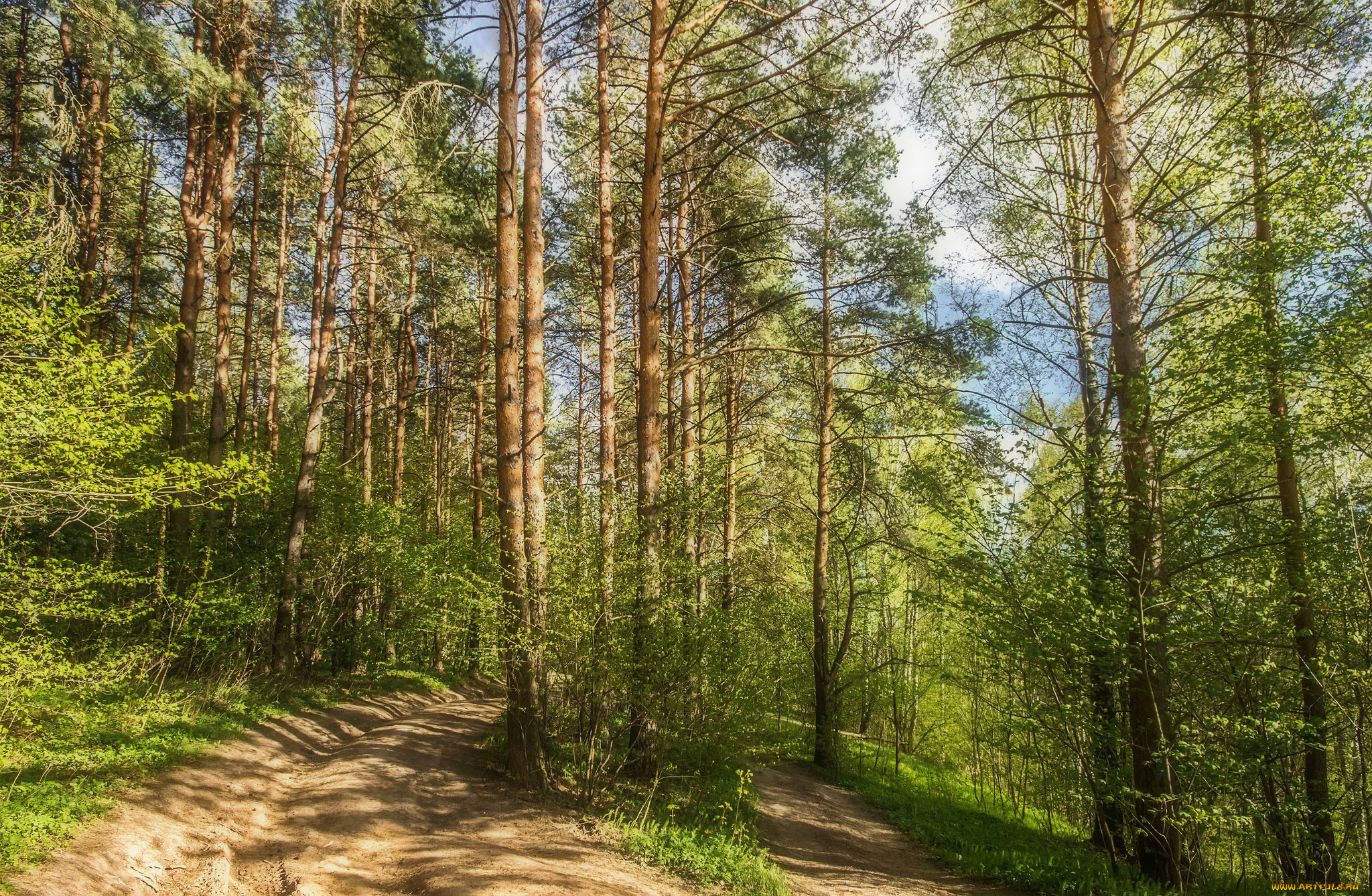 природа, лес, простор