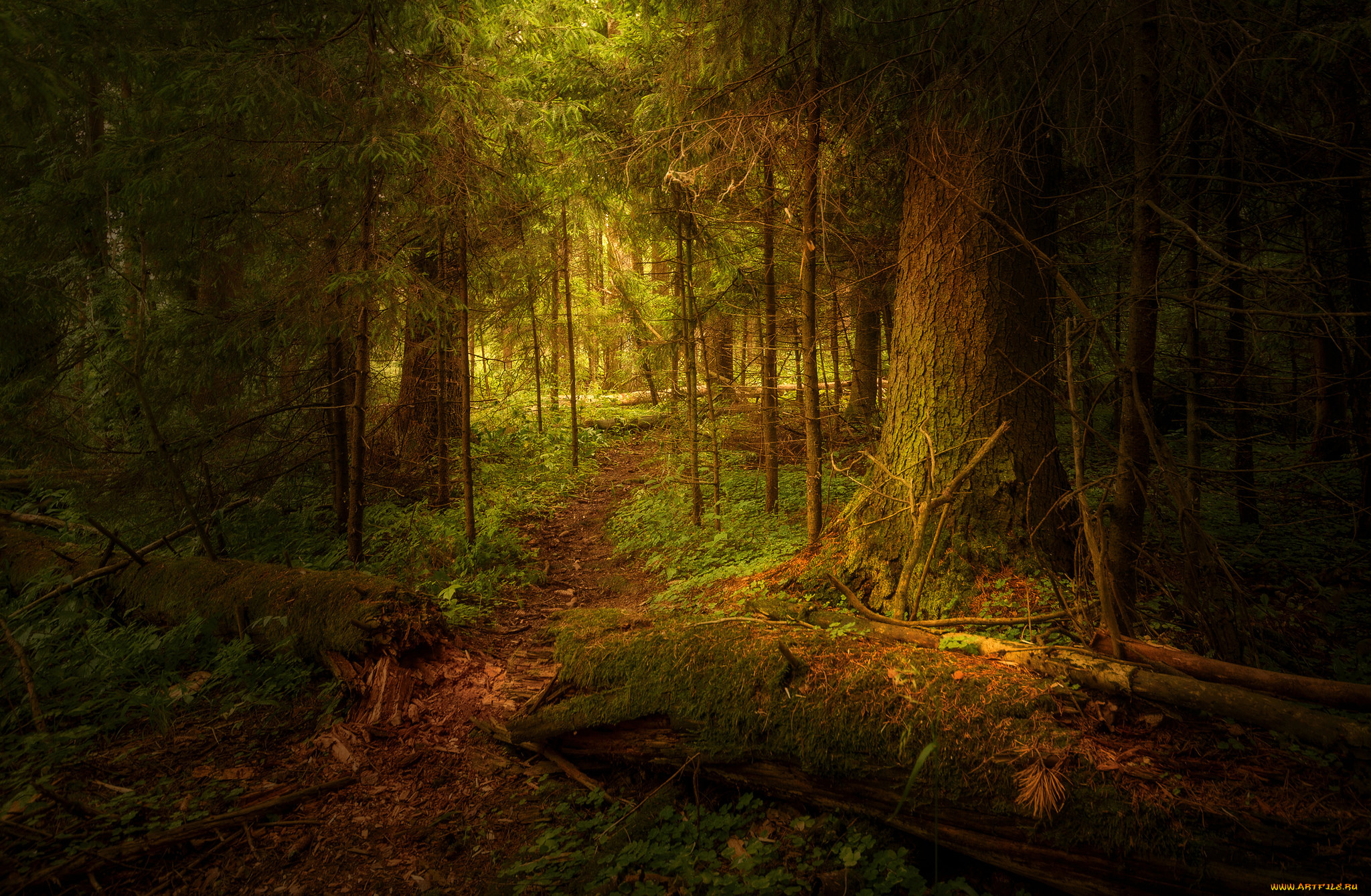 природа, лес, простор