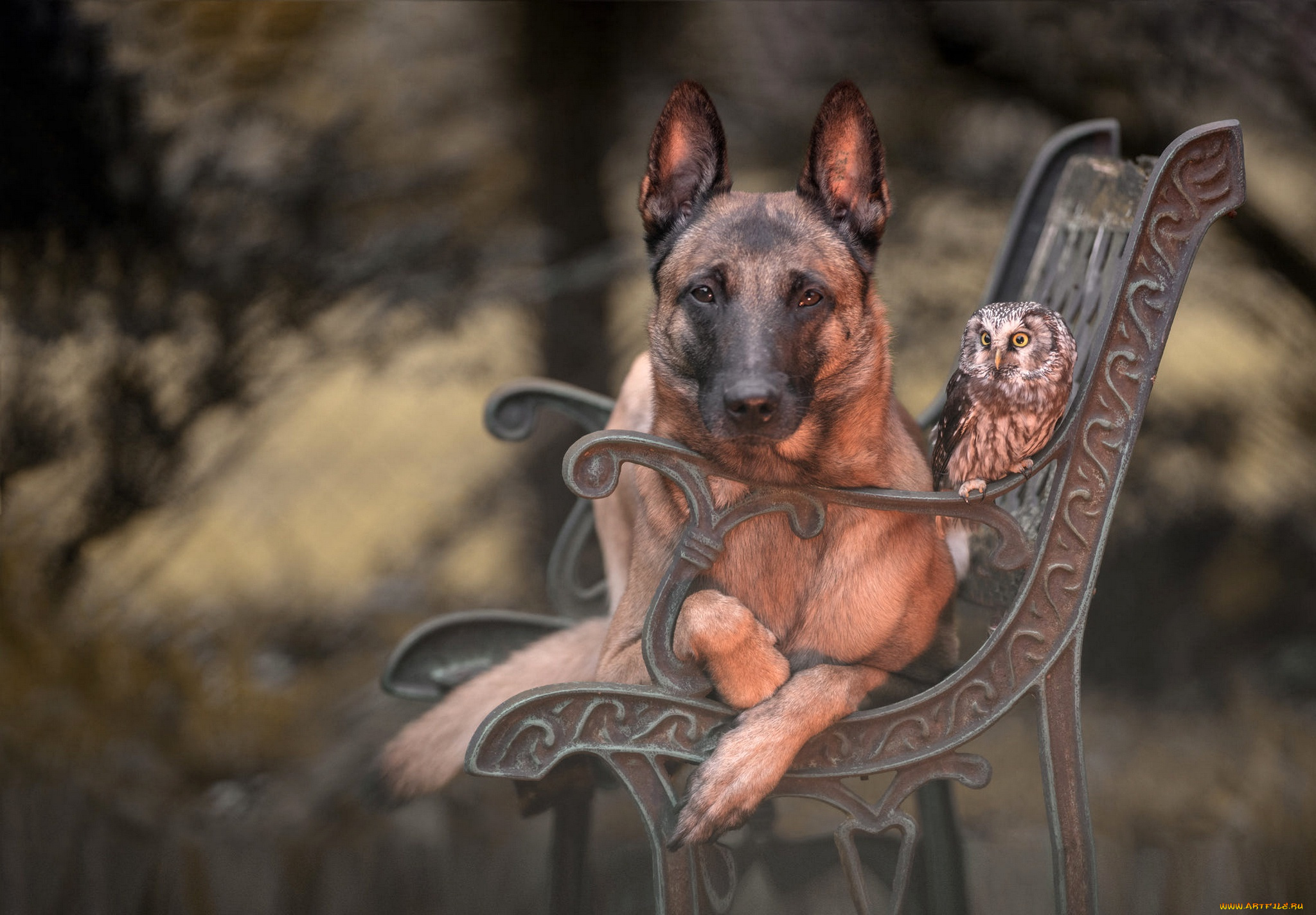 животные, разные, вместе, дружба, фон, птица, сова, парк, скамейка, друзья, бельгийская, овчарка, портрет, собака, лавочка