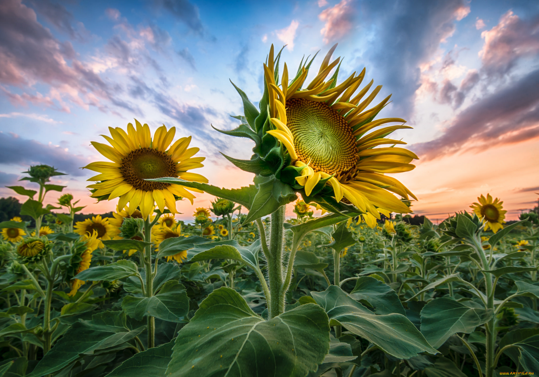 цветы, подсолнухи, поле