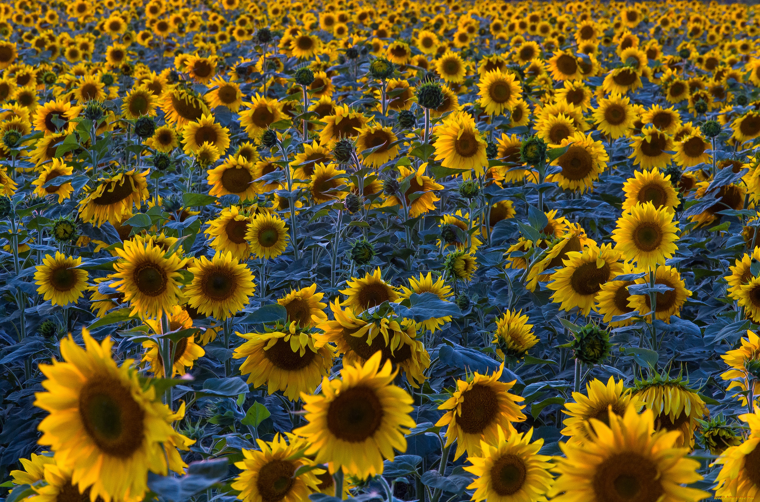 цветы, подсолнухи, поле