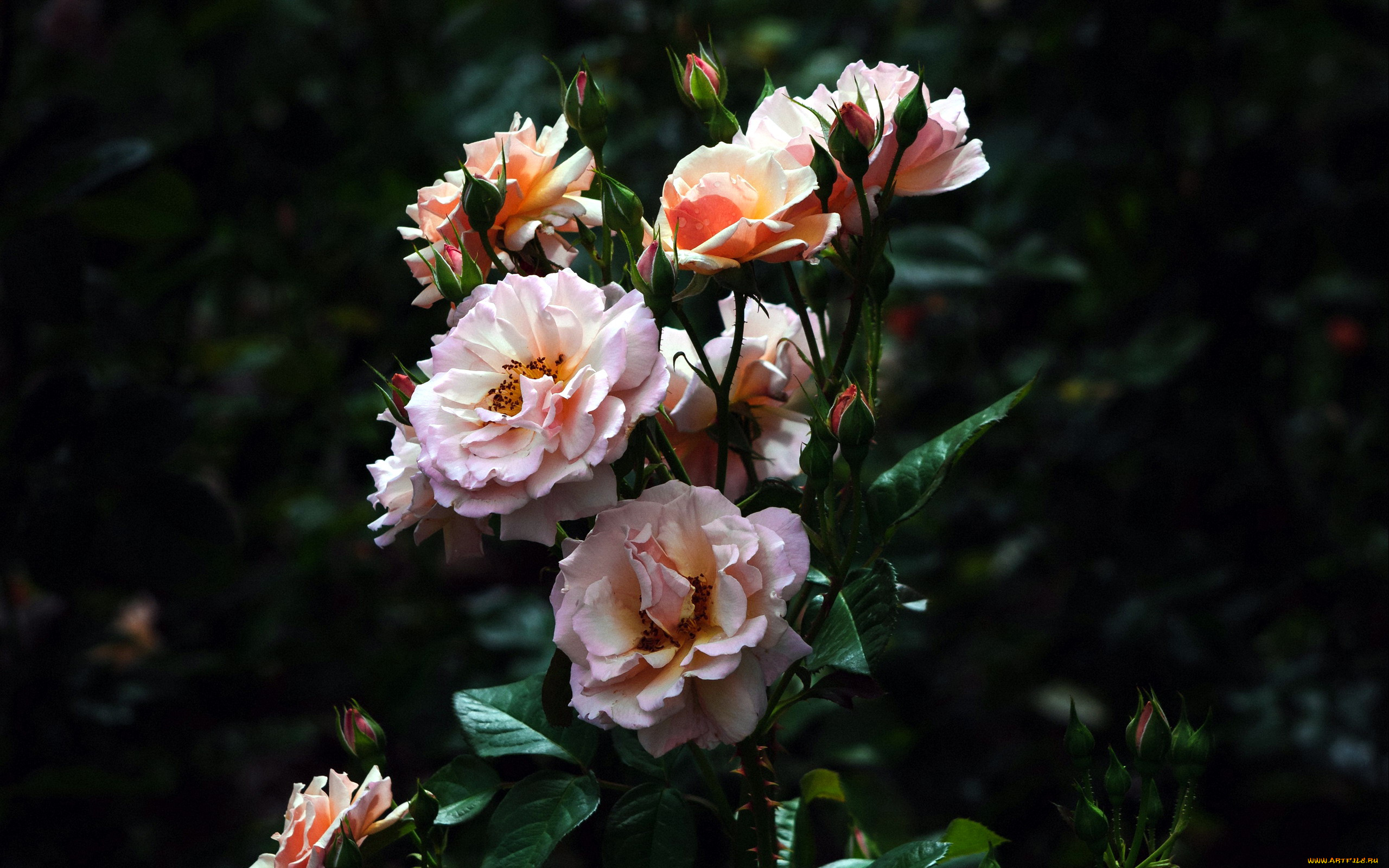 цветы, розы, куст