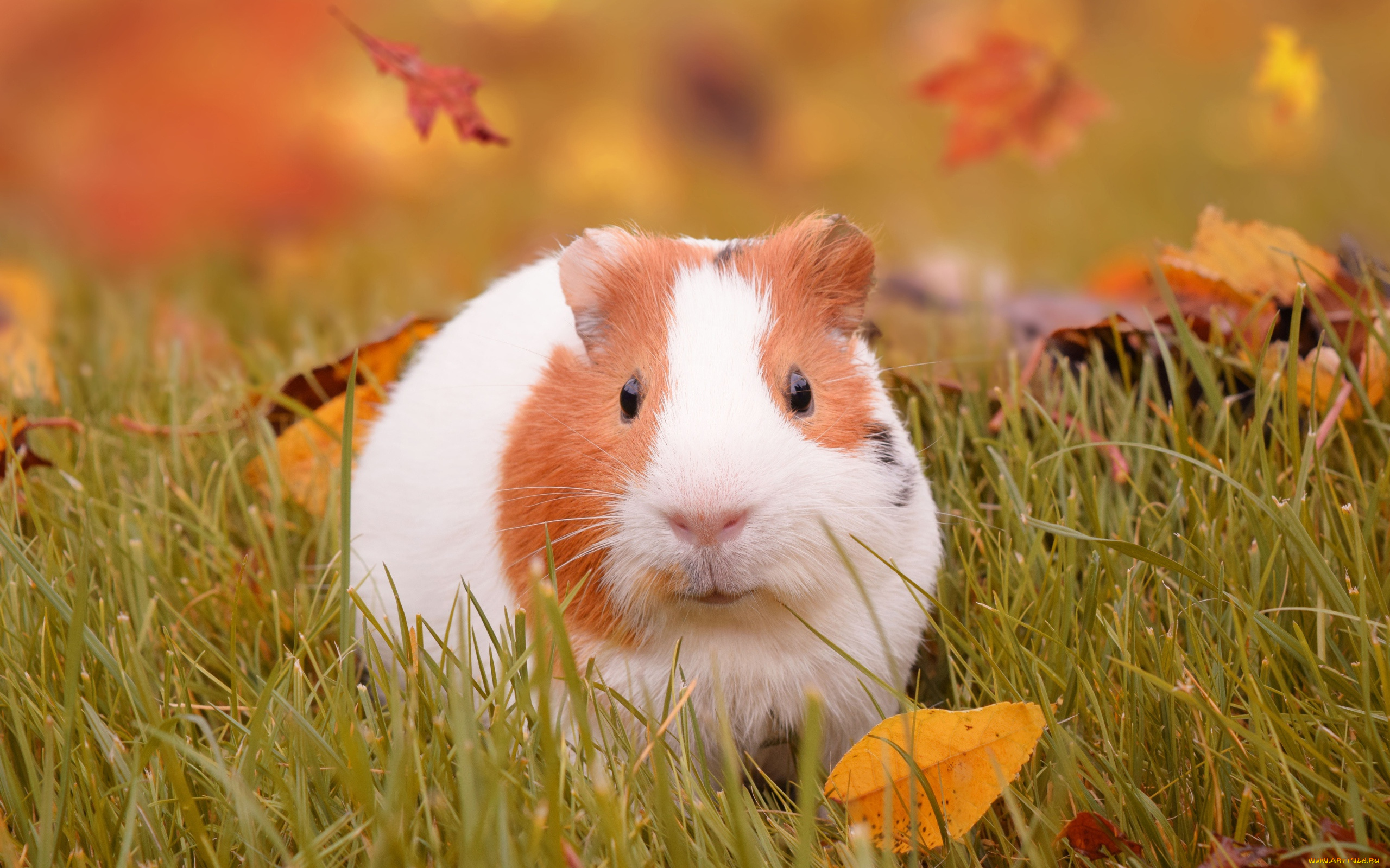 животные, морские, свинки, , хомяки, листья, трава, морская, свинка