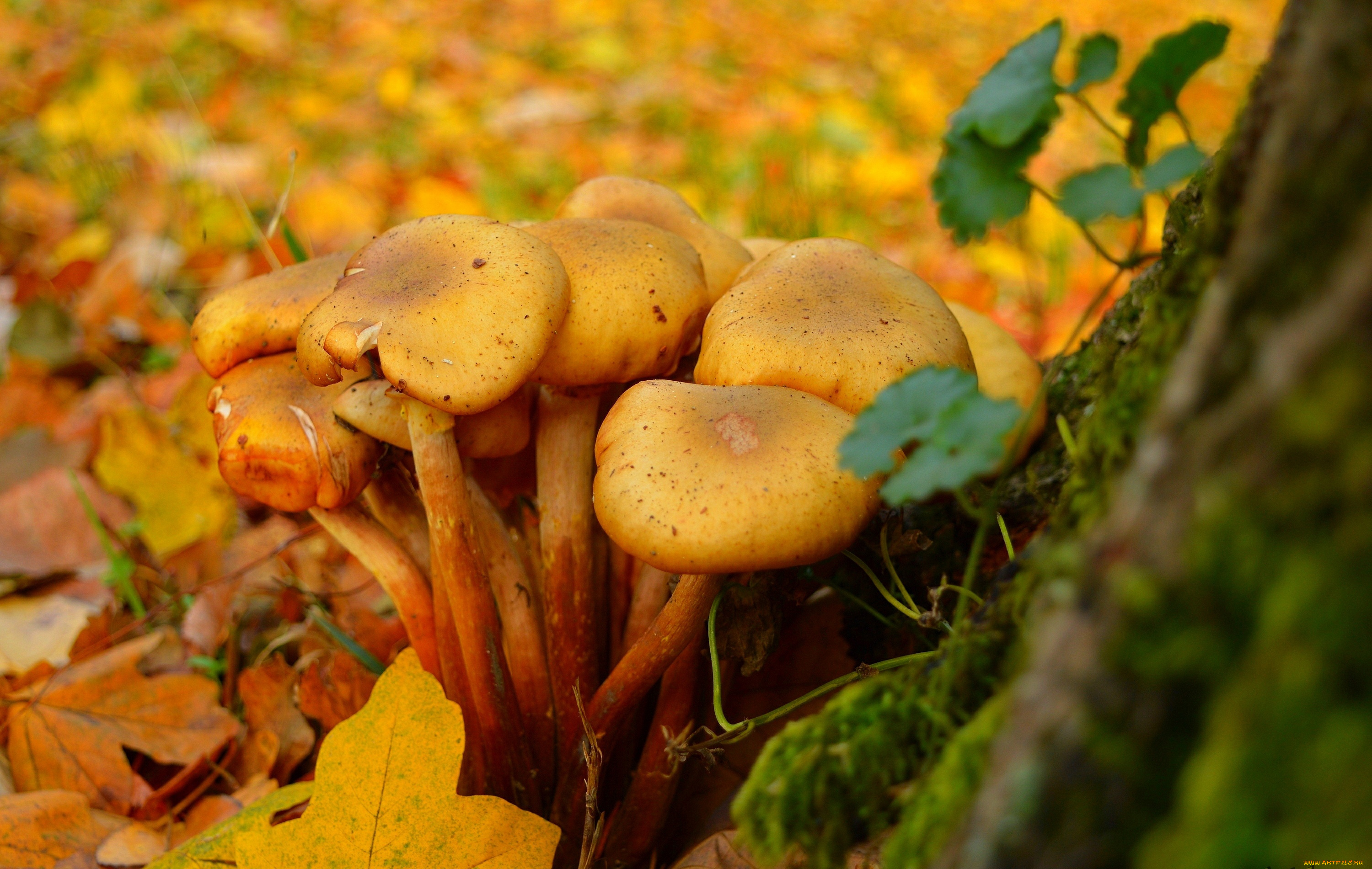 природа, грибы, mushrooms, leaves, autumn, листва, fall, осень