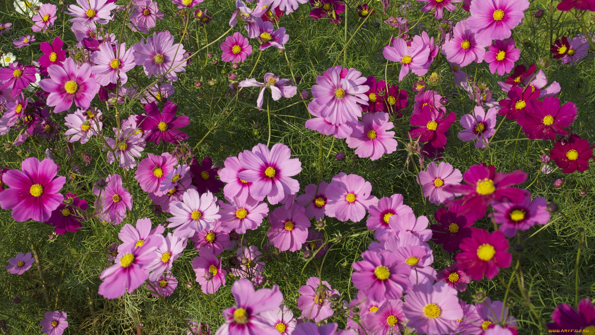 цветы, космея, розовая