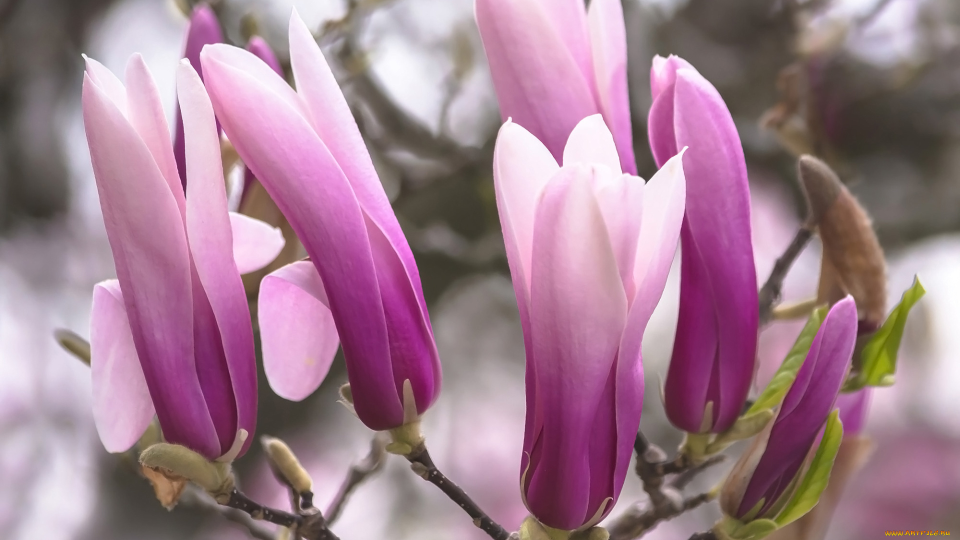 цветы, магнолии, розовая, магнолия, бутоны