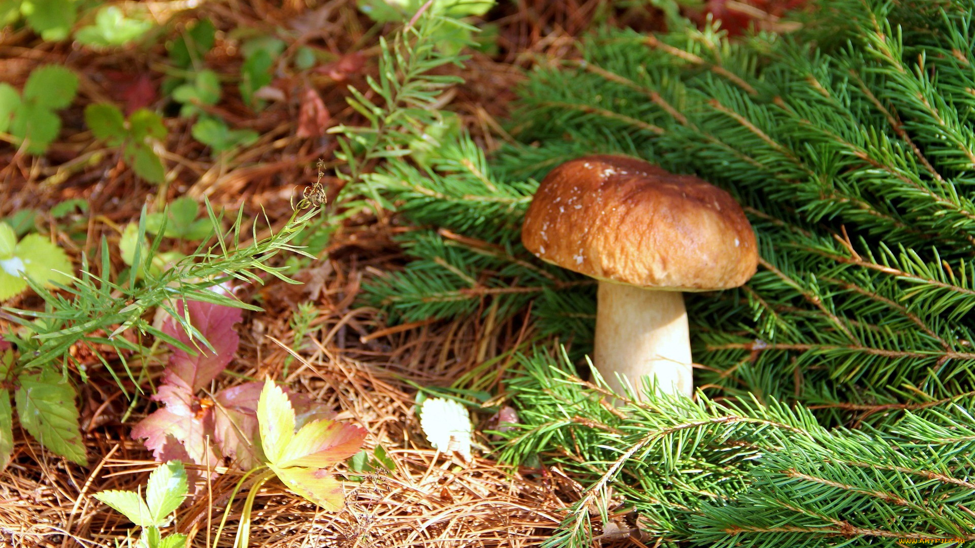 природа, грибы, сосновые, ветки, боровик