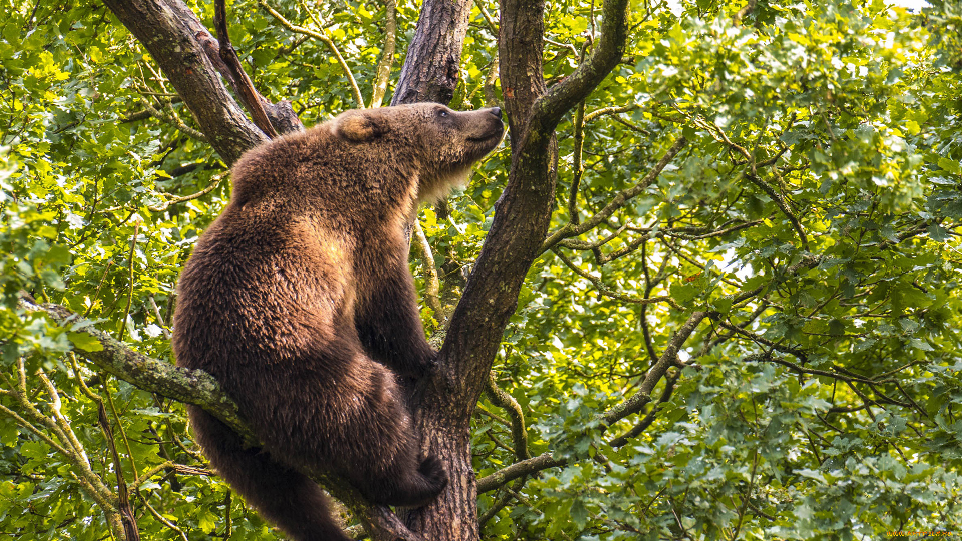 животные, медведи, медведь, бурый, гризли, кодьяк, животное, хищник, млекопитающее, хордовые