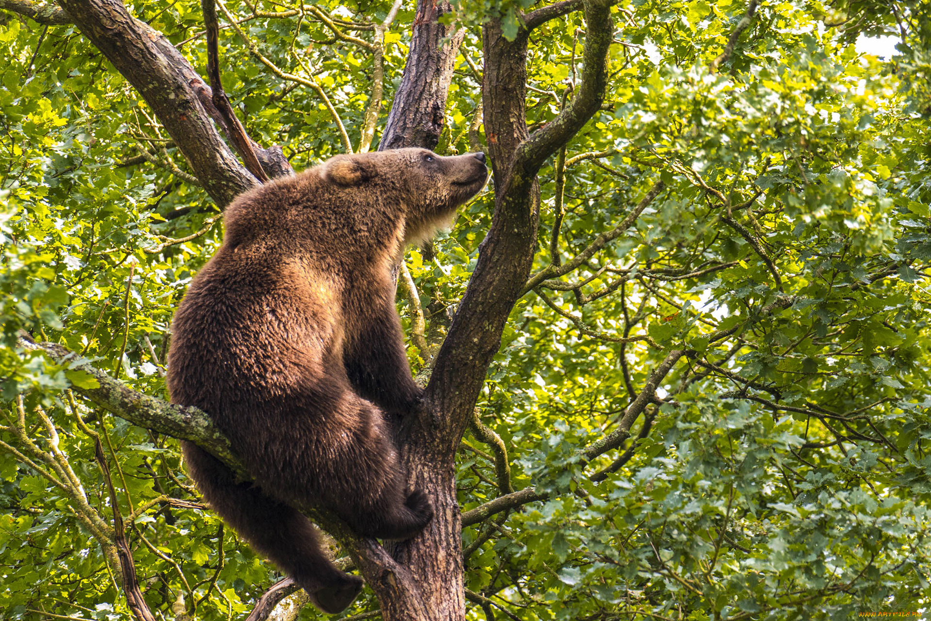 животные, медведи, медведь, бурый, гризли, кодьяк, животное, хищник, млекопитающее, хордовые