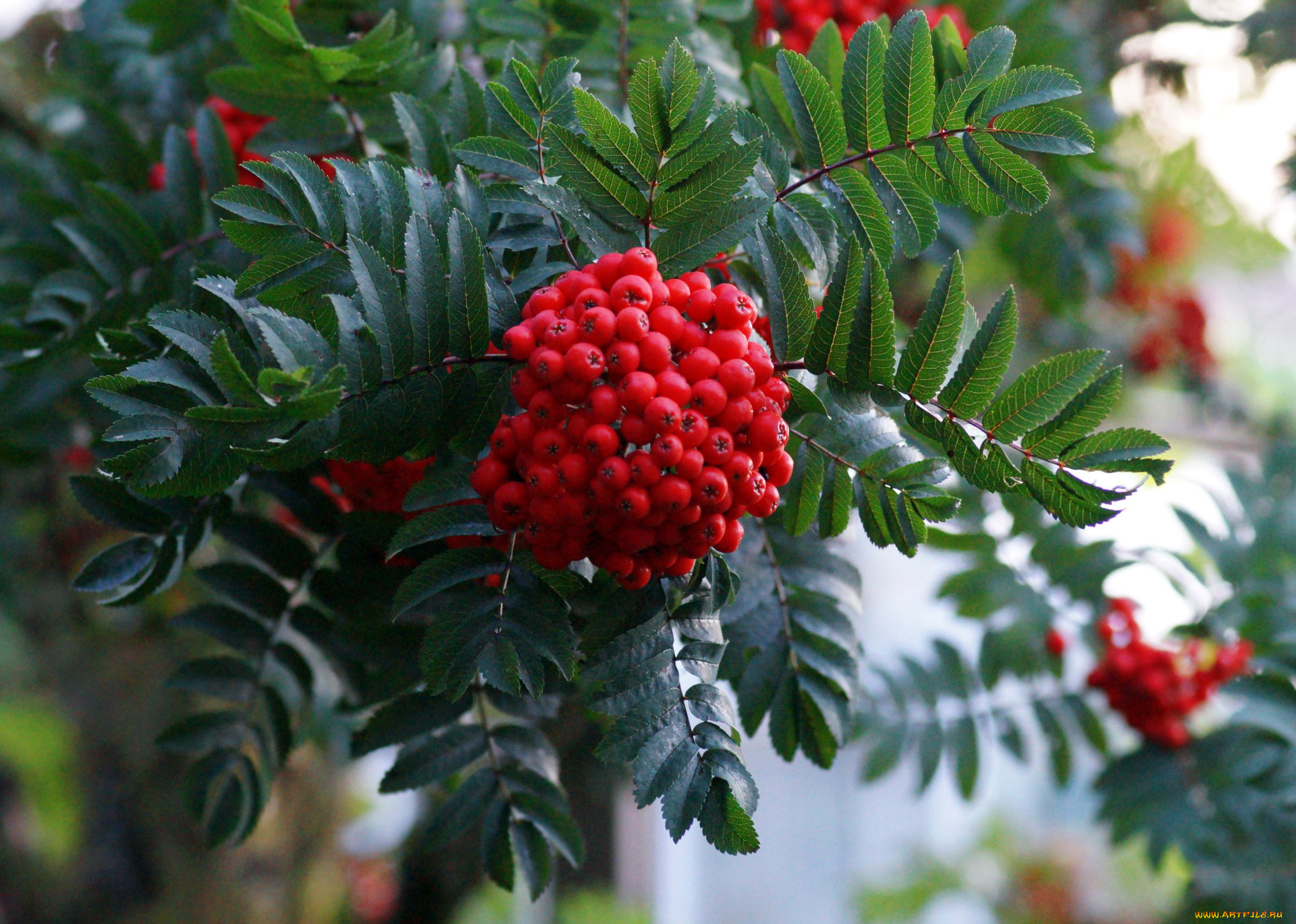 природа, ягоды, , рябина, рябина
