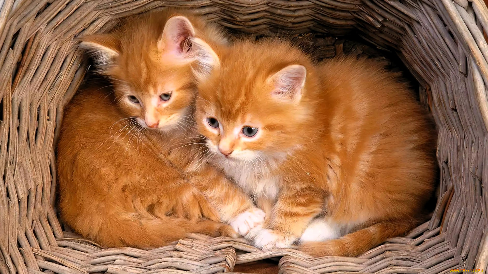животные, коты, котята, рыжие, корзина