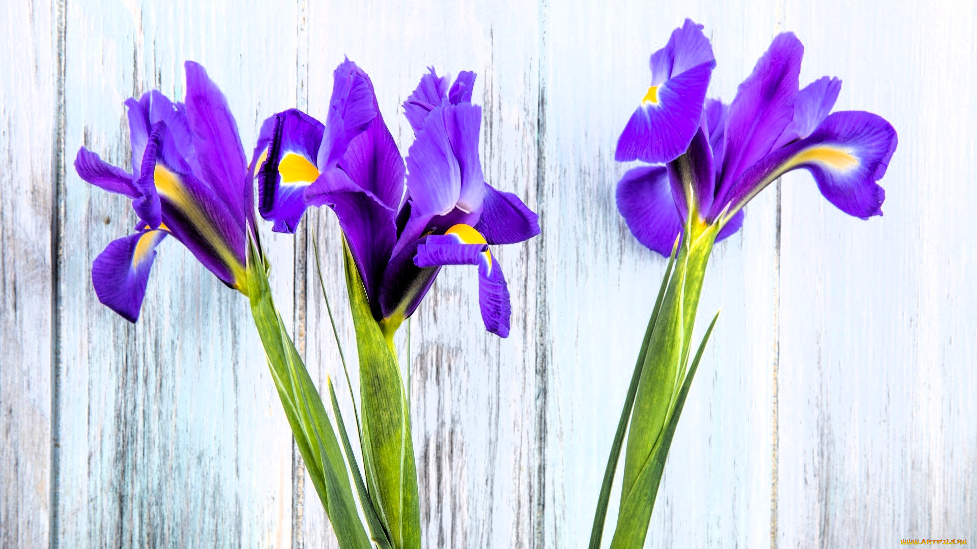 цветы, ирисы, стена