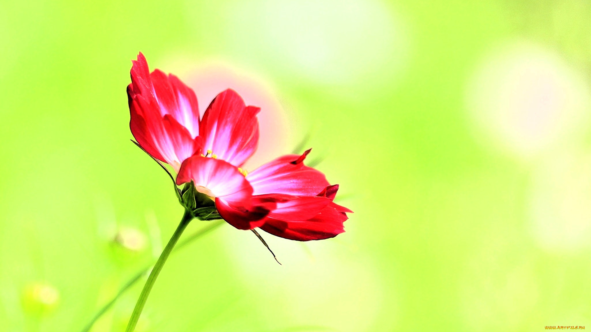 цветы, космея, красная