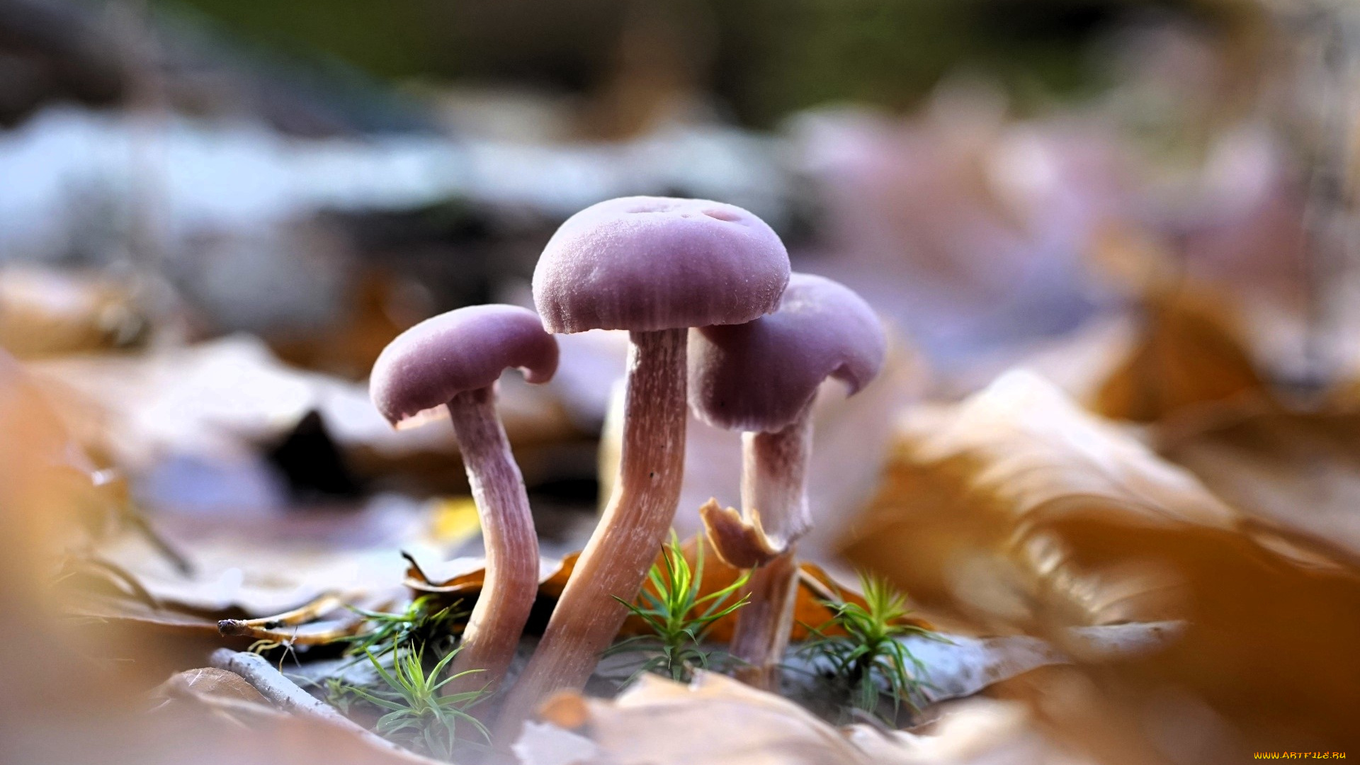 природа, грибы, листья, осень