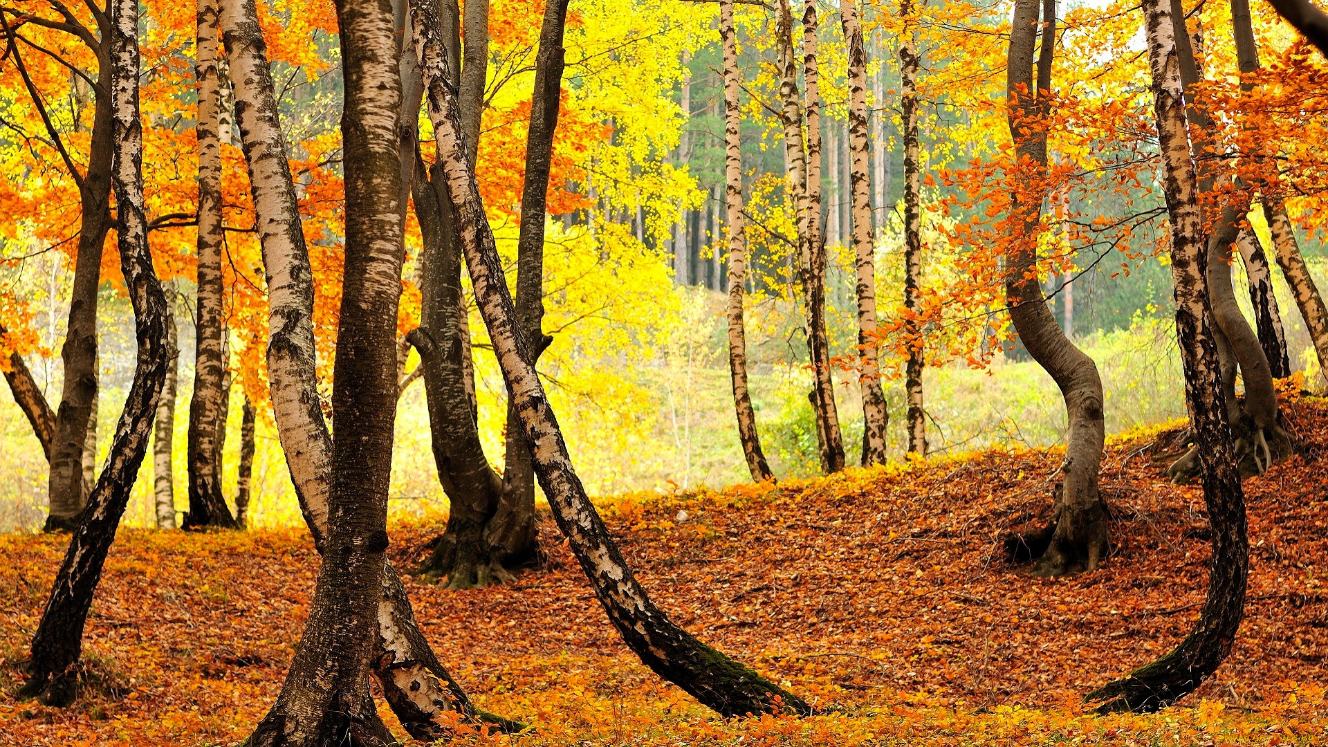 природа, лес, деревья, березы, листья, поляна, осень