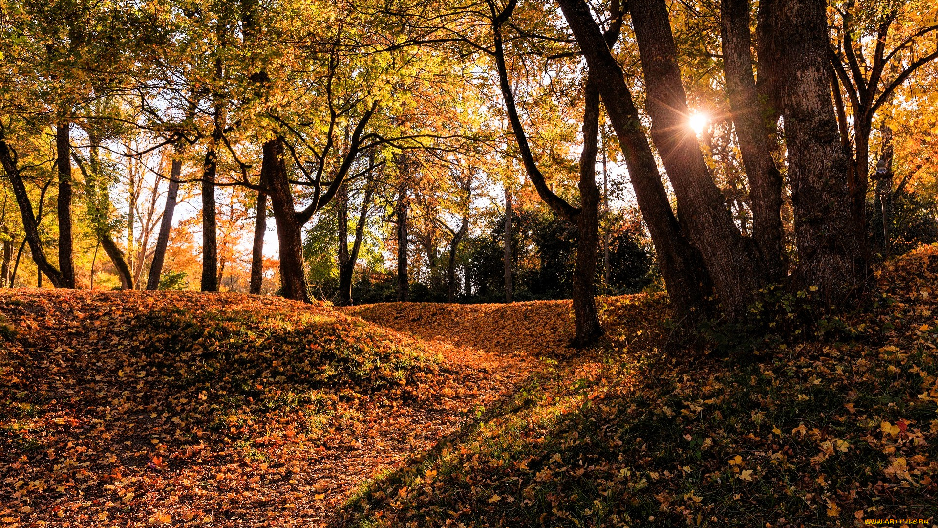 природа, лес, деревья, осень, листья, солнце