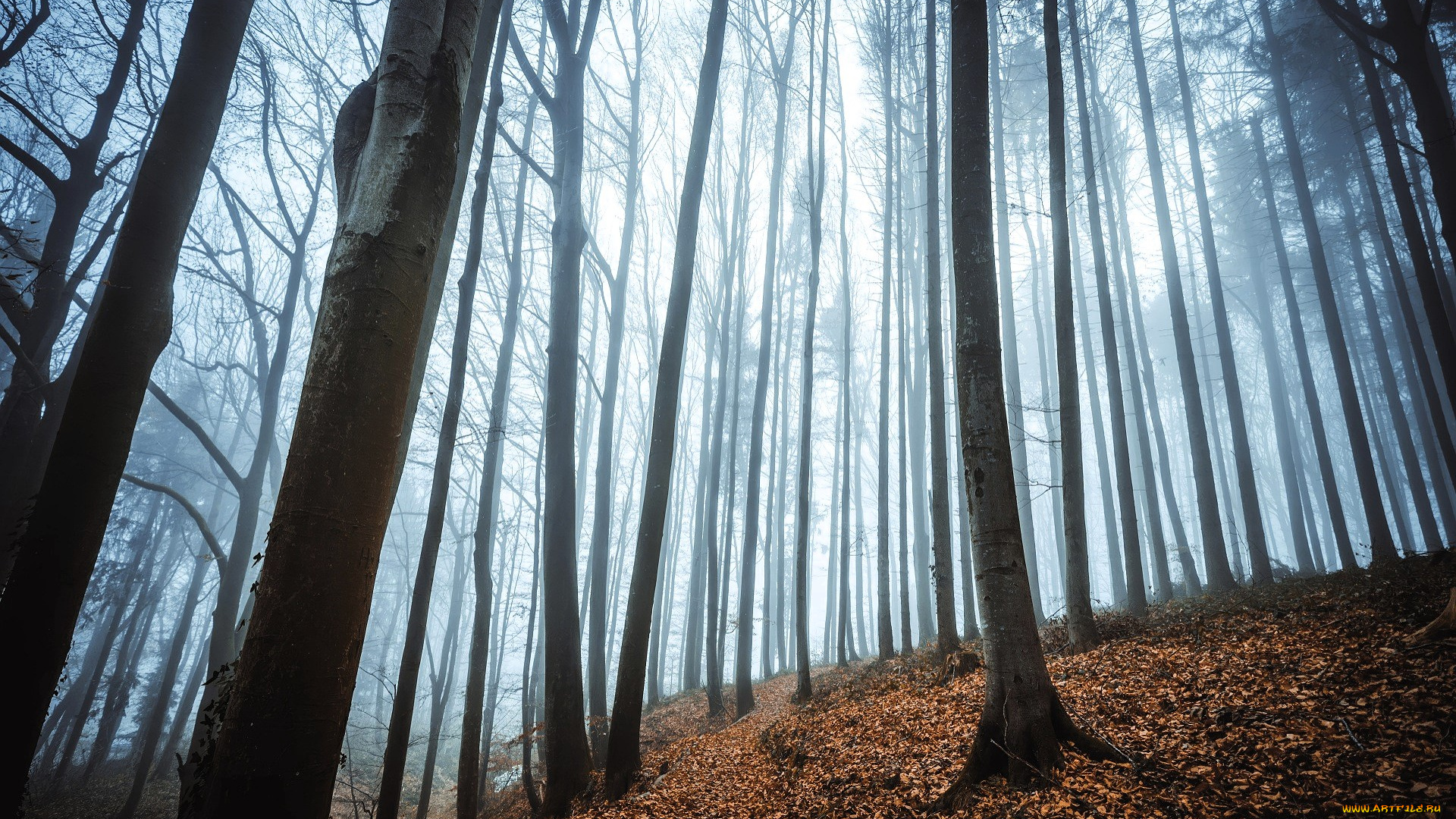 природа, лес, осень, туман, листья