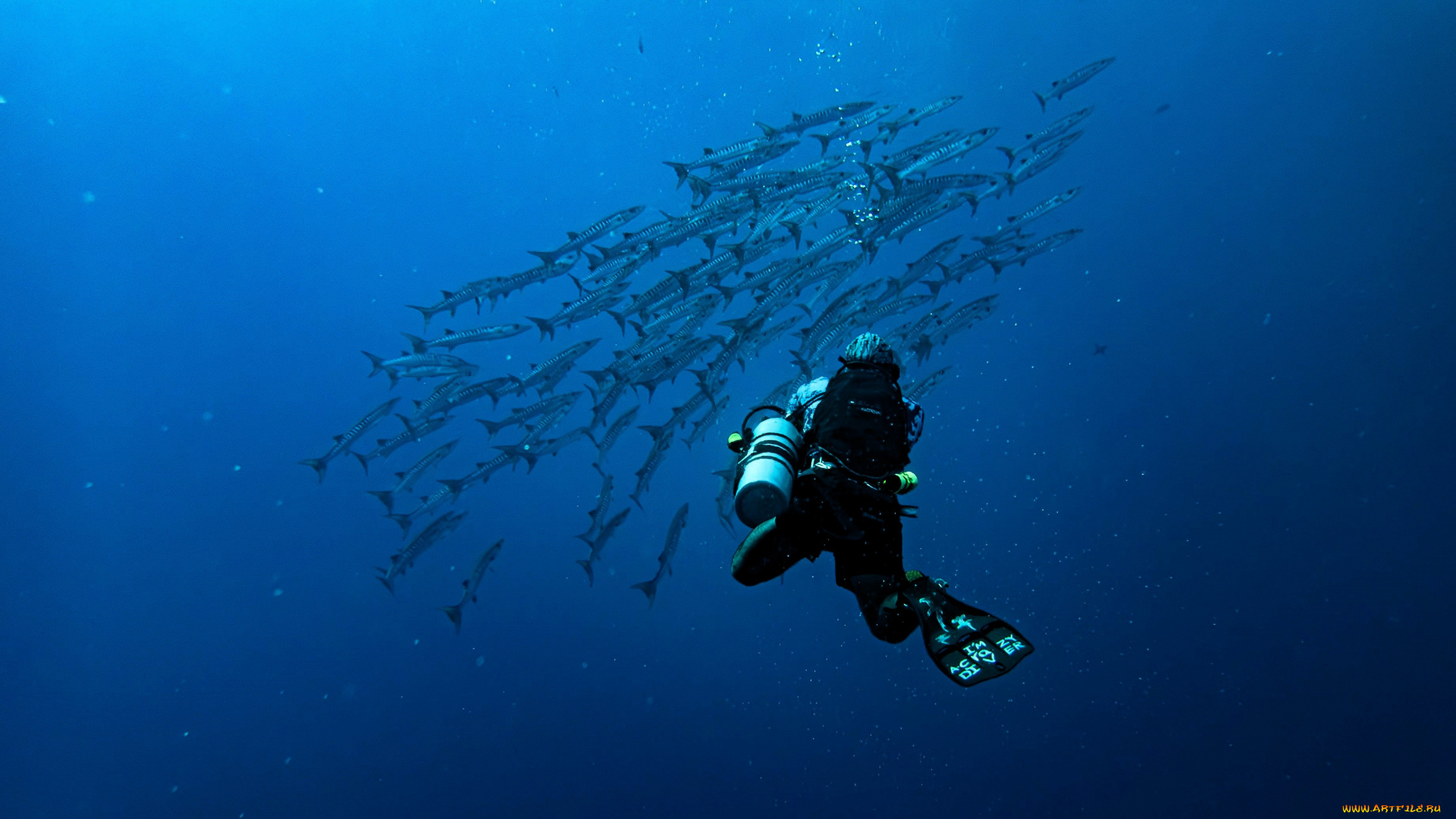 спорт, экстрим, дайвинг, дайвер, море, рыбы