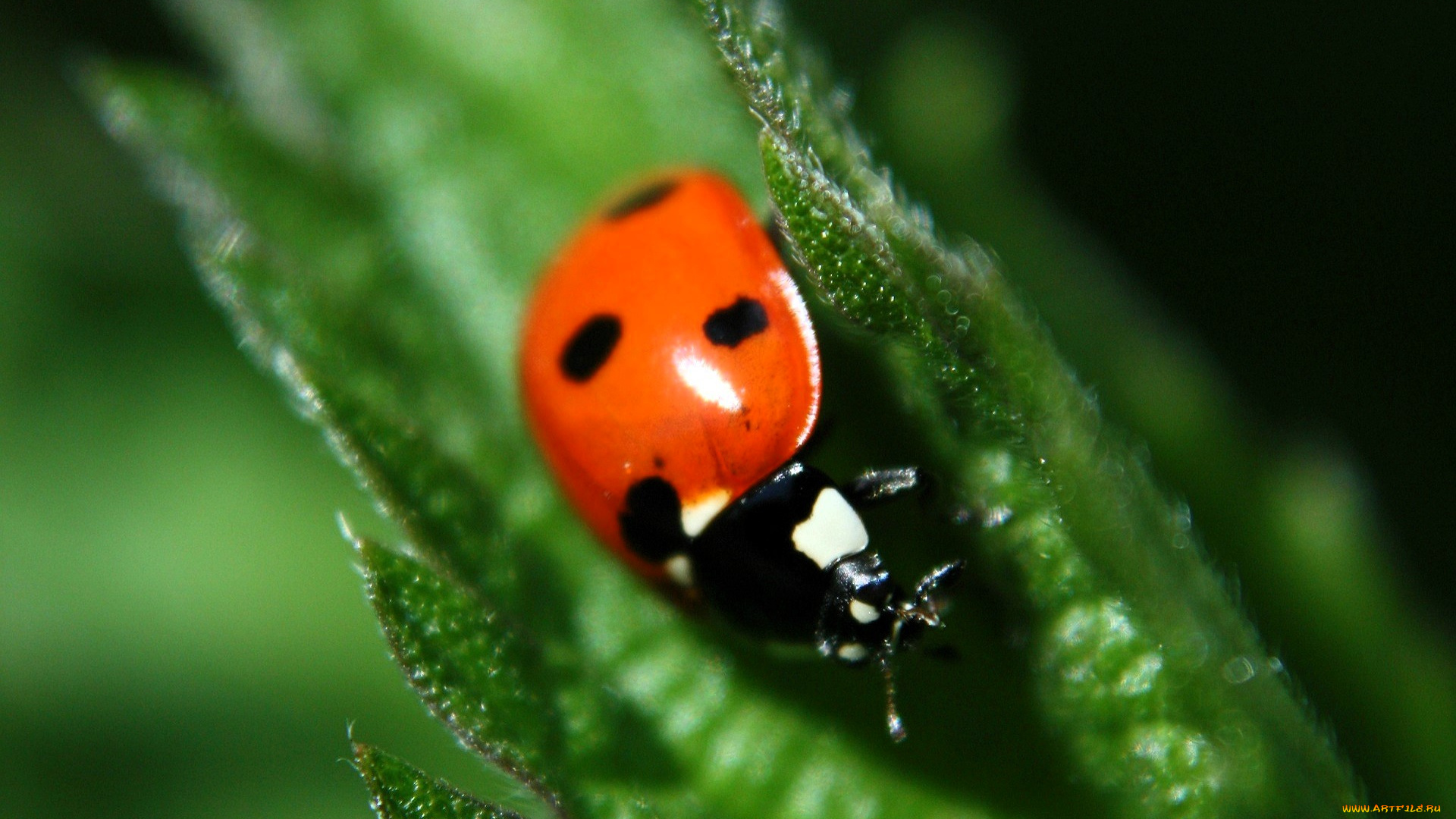 животные, божьи, коровки, божья, коровка, листья