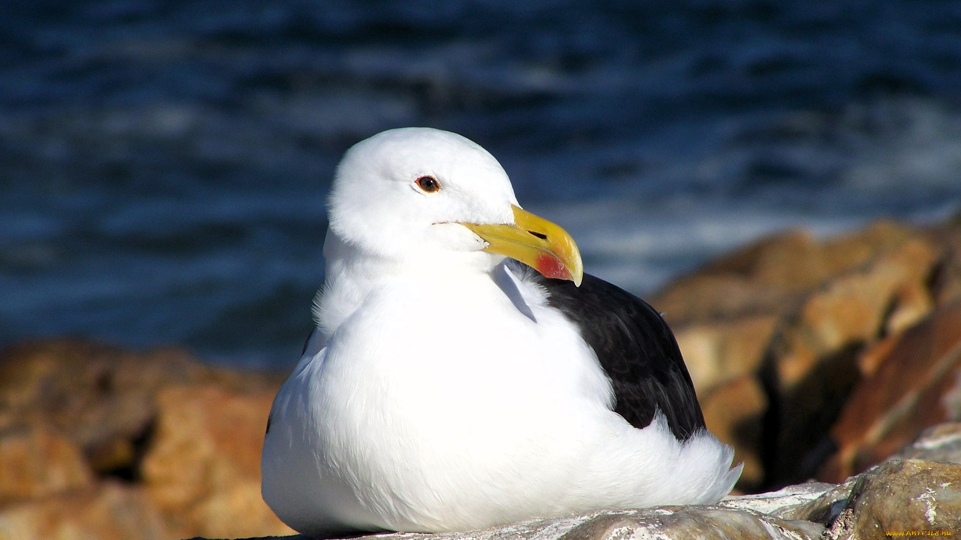 животные, чайки, , бакланы, , крачки, чайка, камни, море