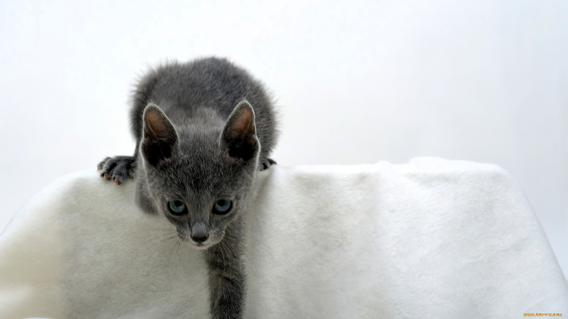 животные, коты, котенок, кресло