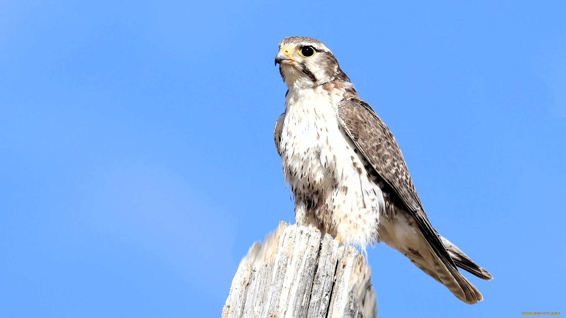 животные, птицы, -, хищники, сокол, пень, небо