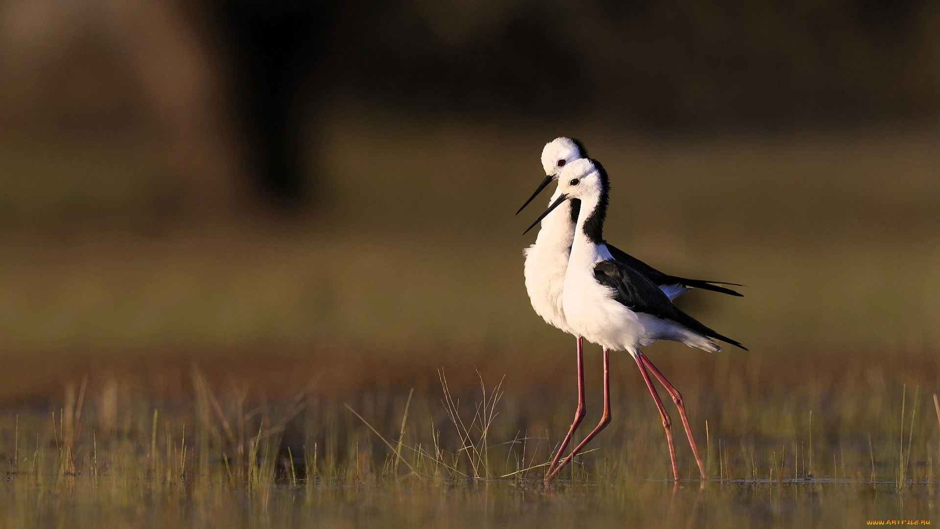 животные, птицы, ходулочники, пара, трава
