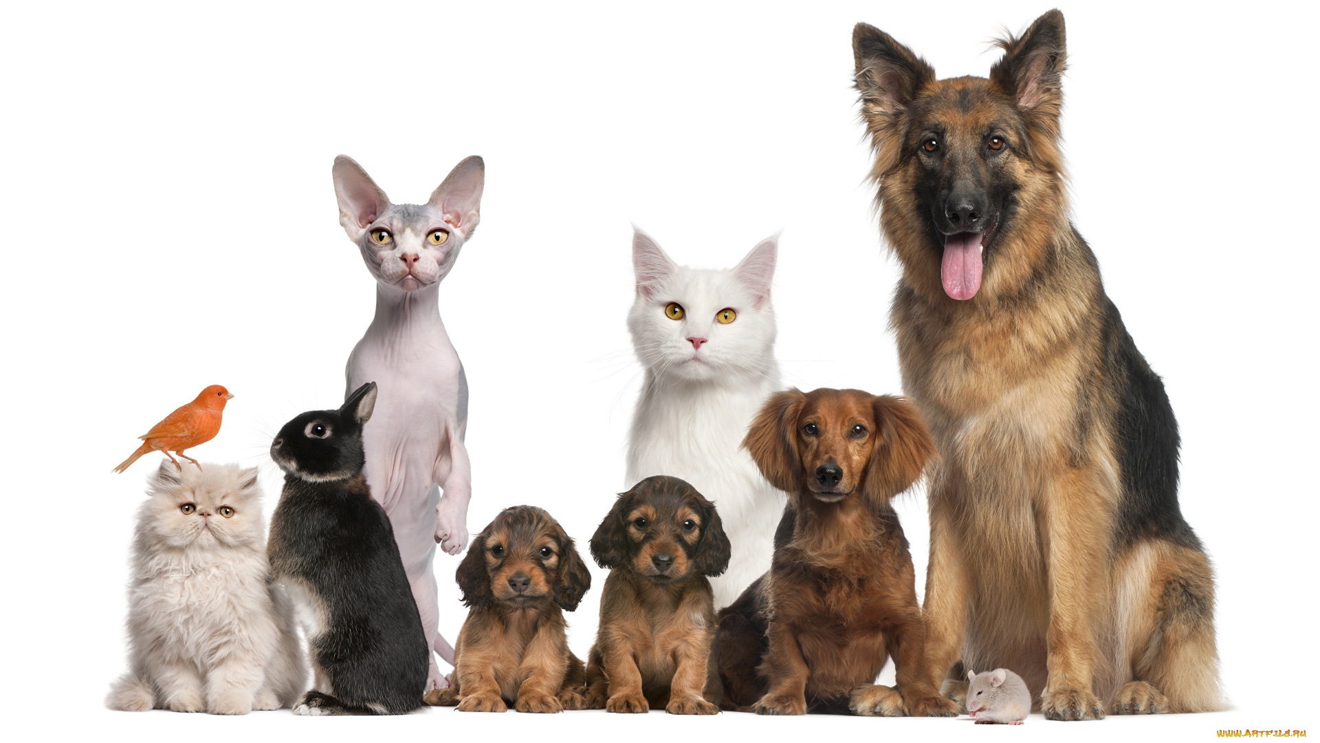 животные, разные, вместе, живность, кот, собака, птица, кролик, мышь
