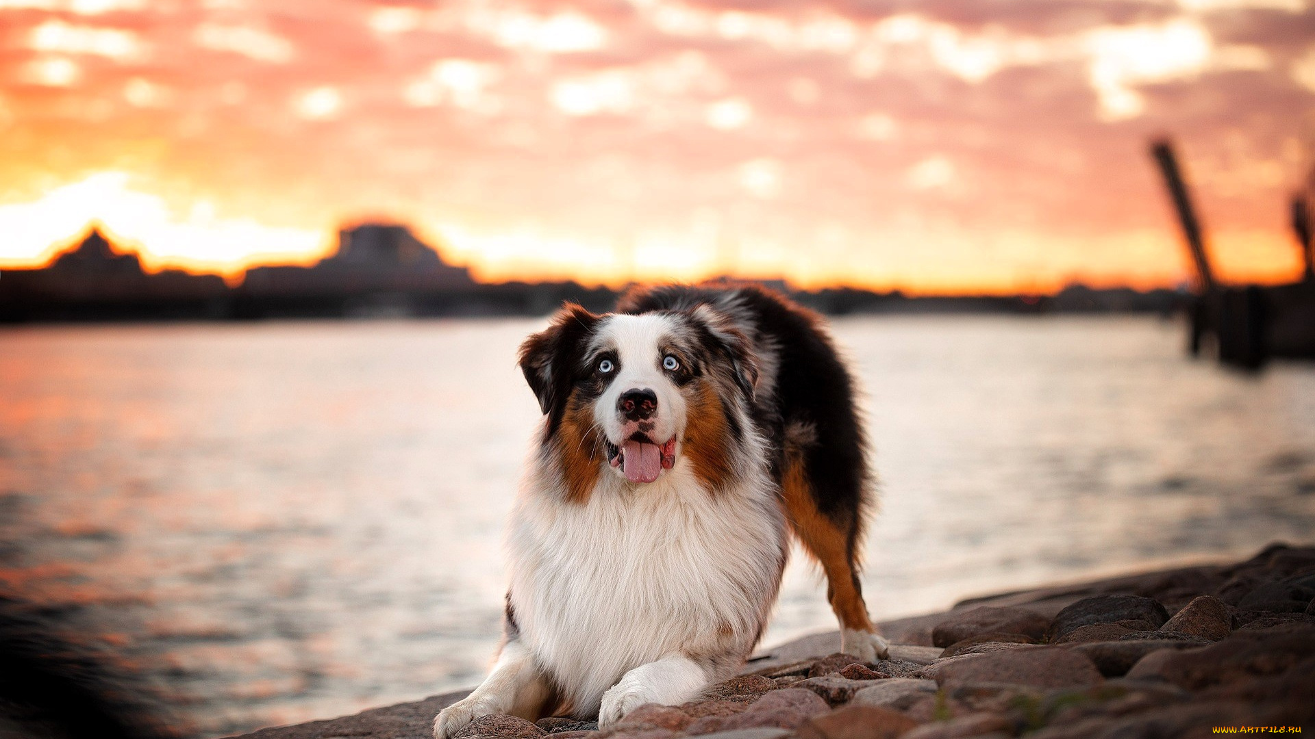 животные, собаки, собака, камни, озеро, закат