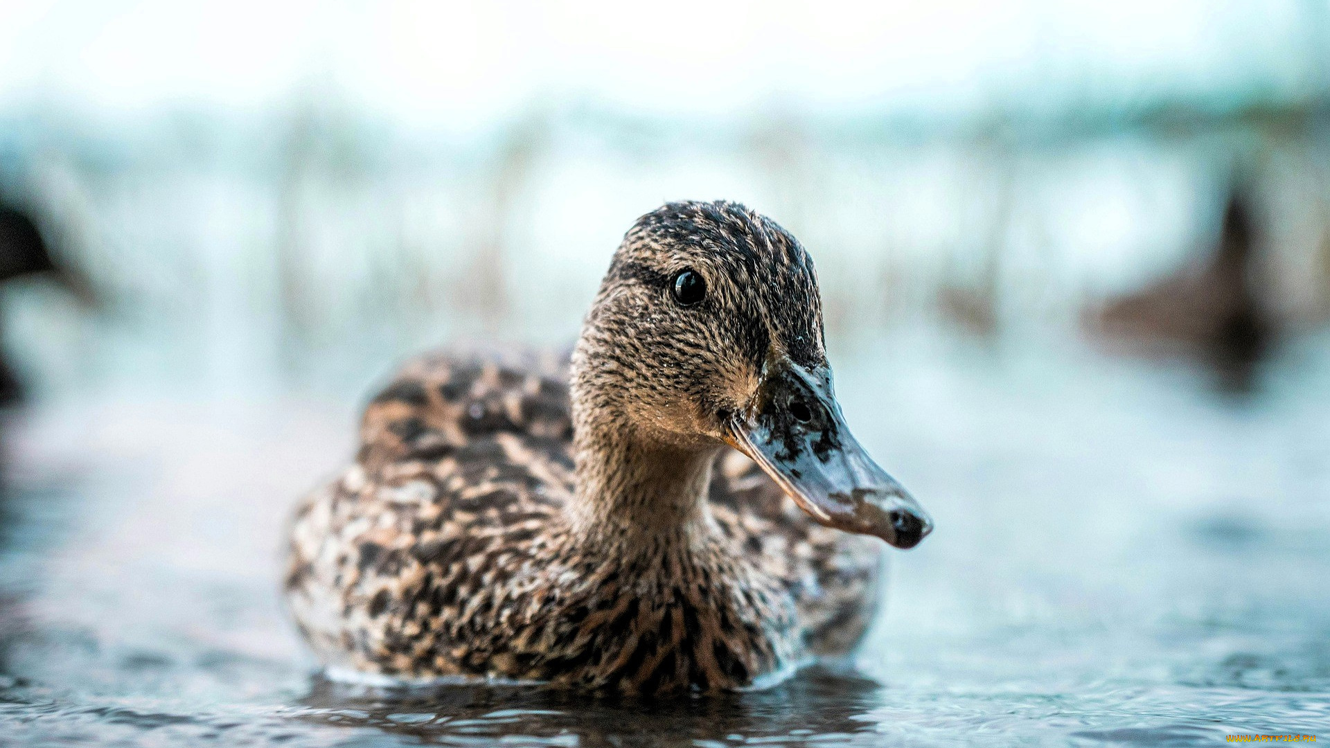 животные, утки, утка, озеро, вода