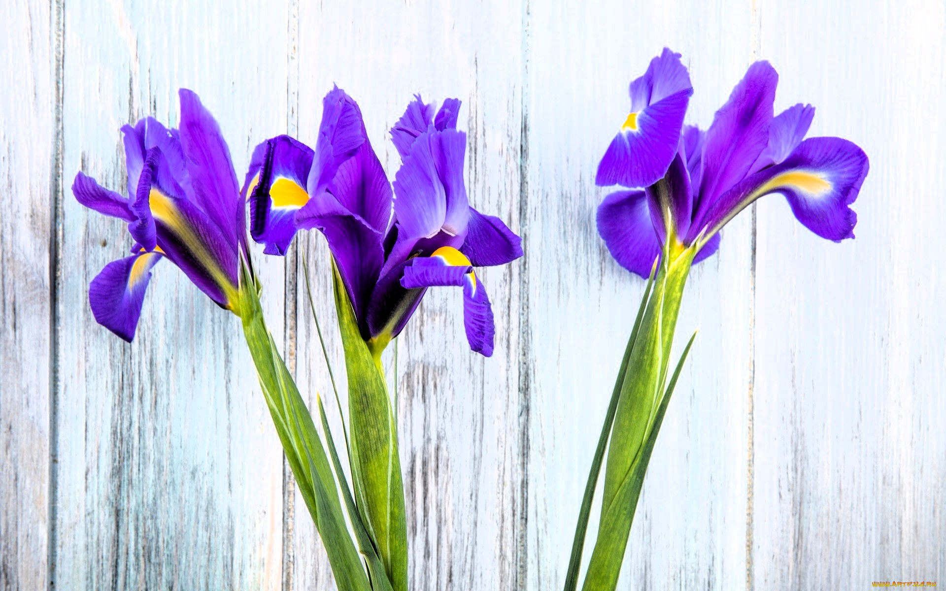 цветы, ирисы, стена