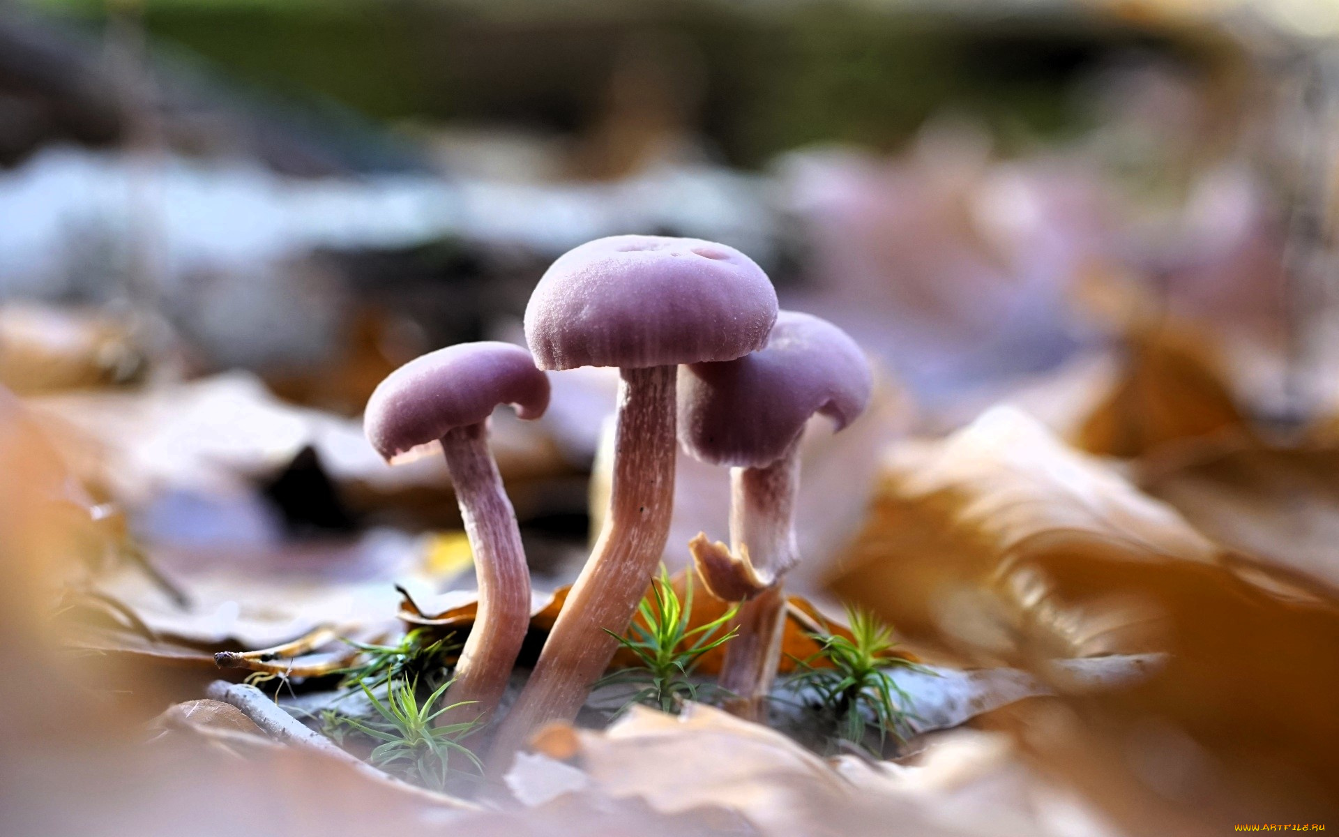 природа, грибы, листья, осень