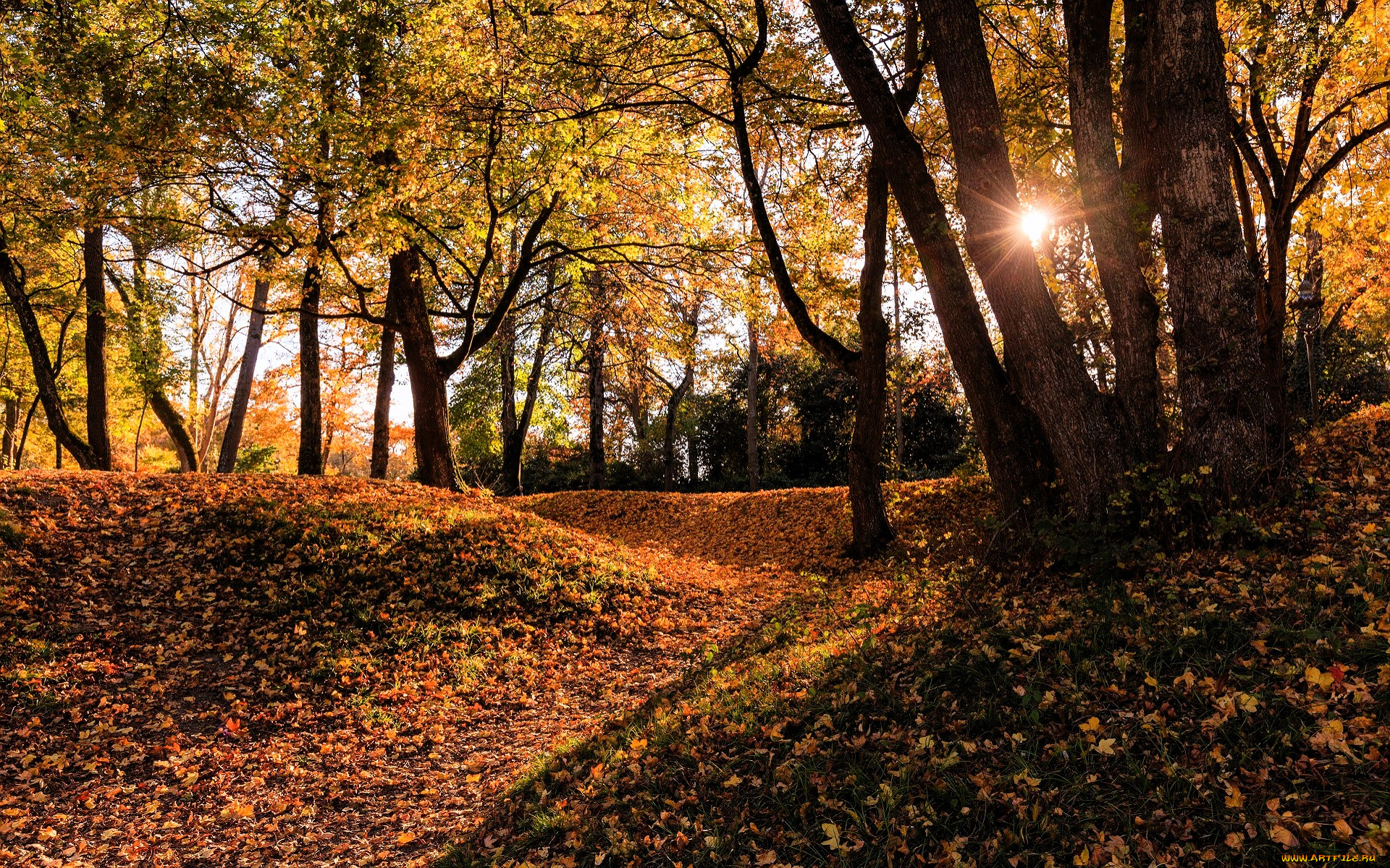 природа, лес, деревья, осень, листья, солнце