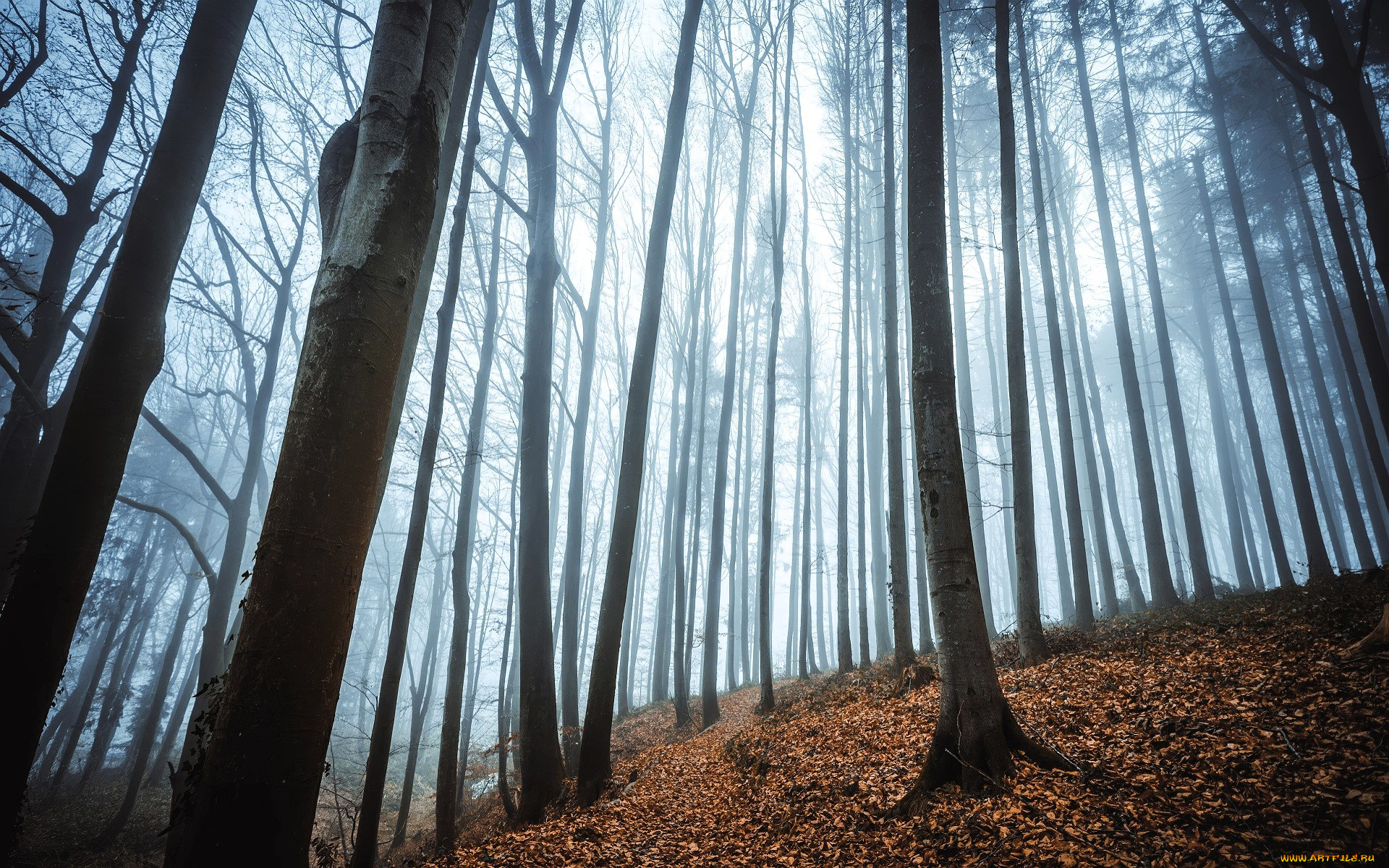 природа, лес, осень, туман, листья