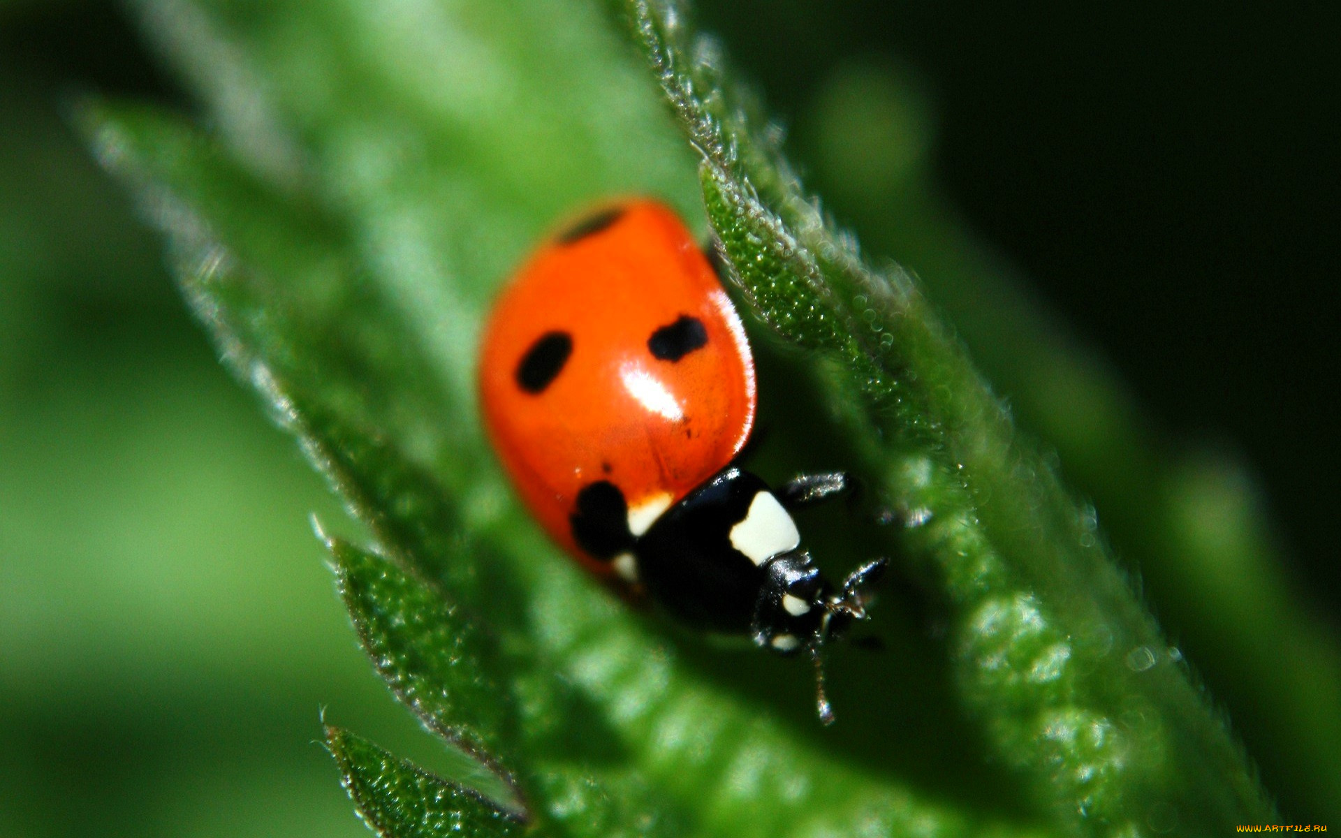 животные, божьи, коровки, божья, коровка, листья