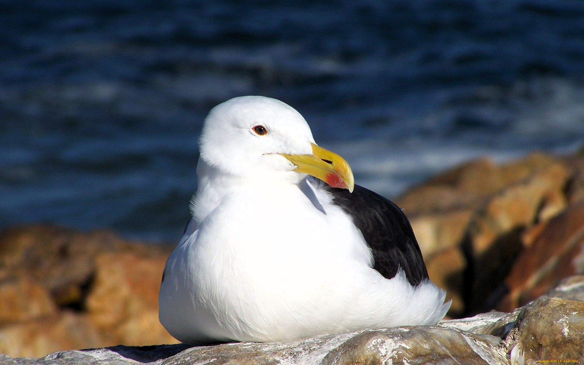 животные, чайки, , бакланы, , крачки, чайка, камни, море