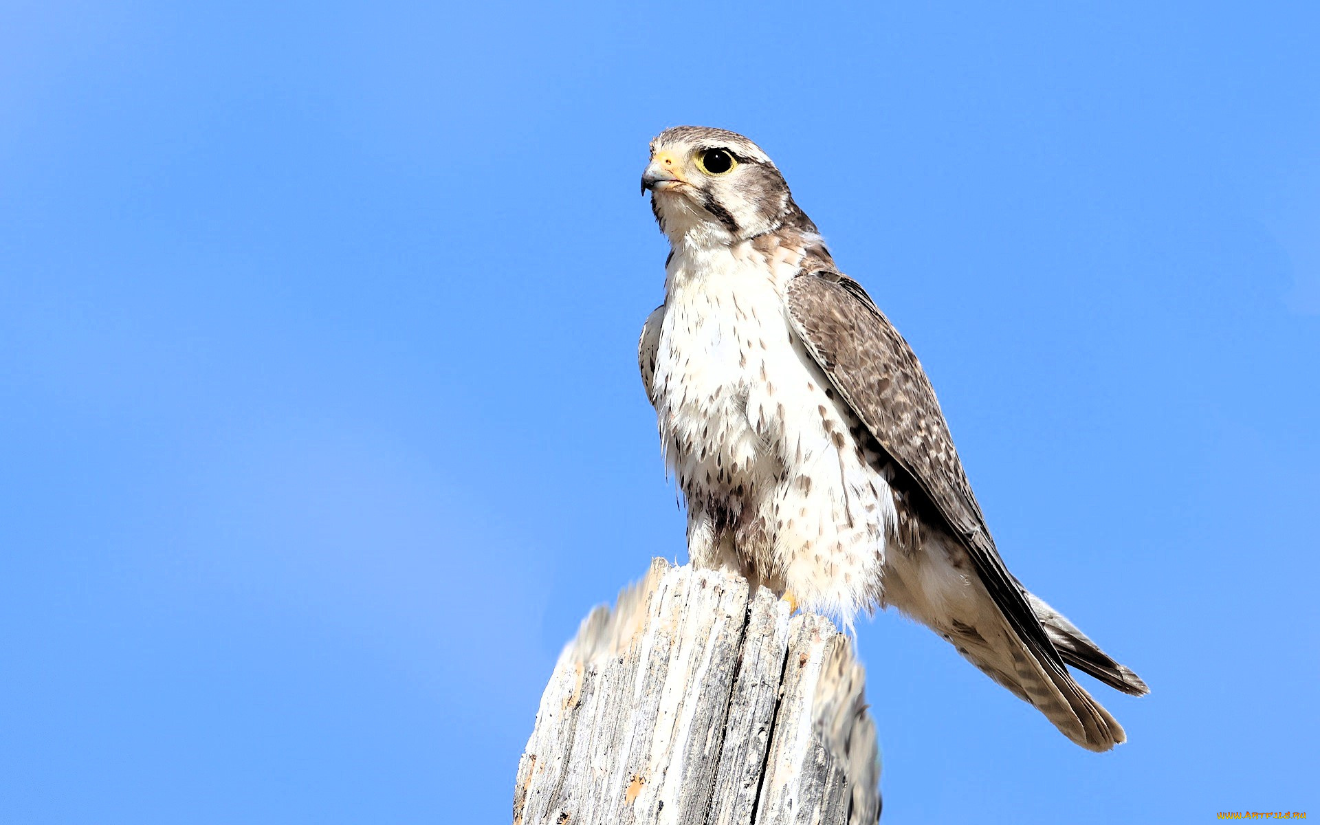 животные, птицы, -, хищники, сокол, пень, небо