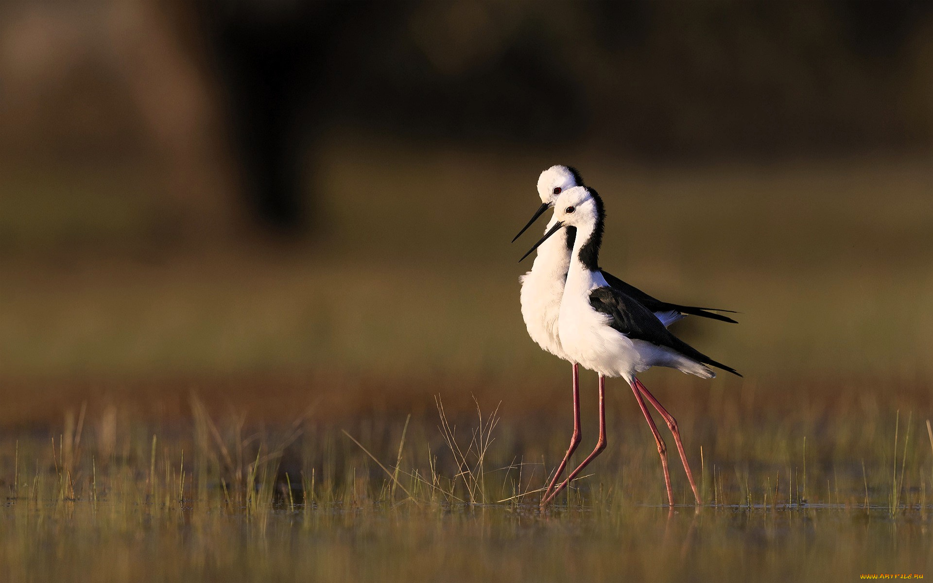 животные, птицы, ходулочники, пара, трава
