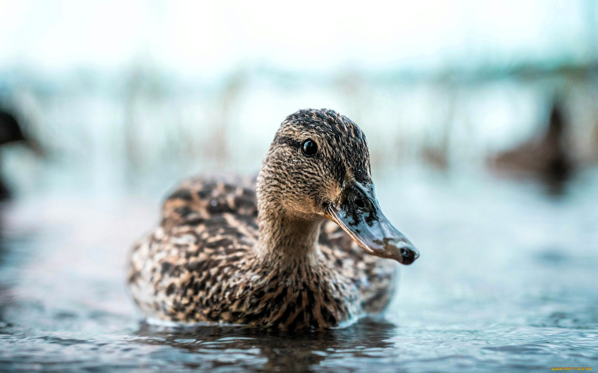 животные, утки, утка, озеро, вода
