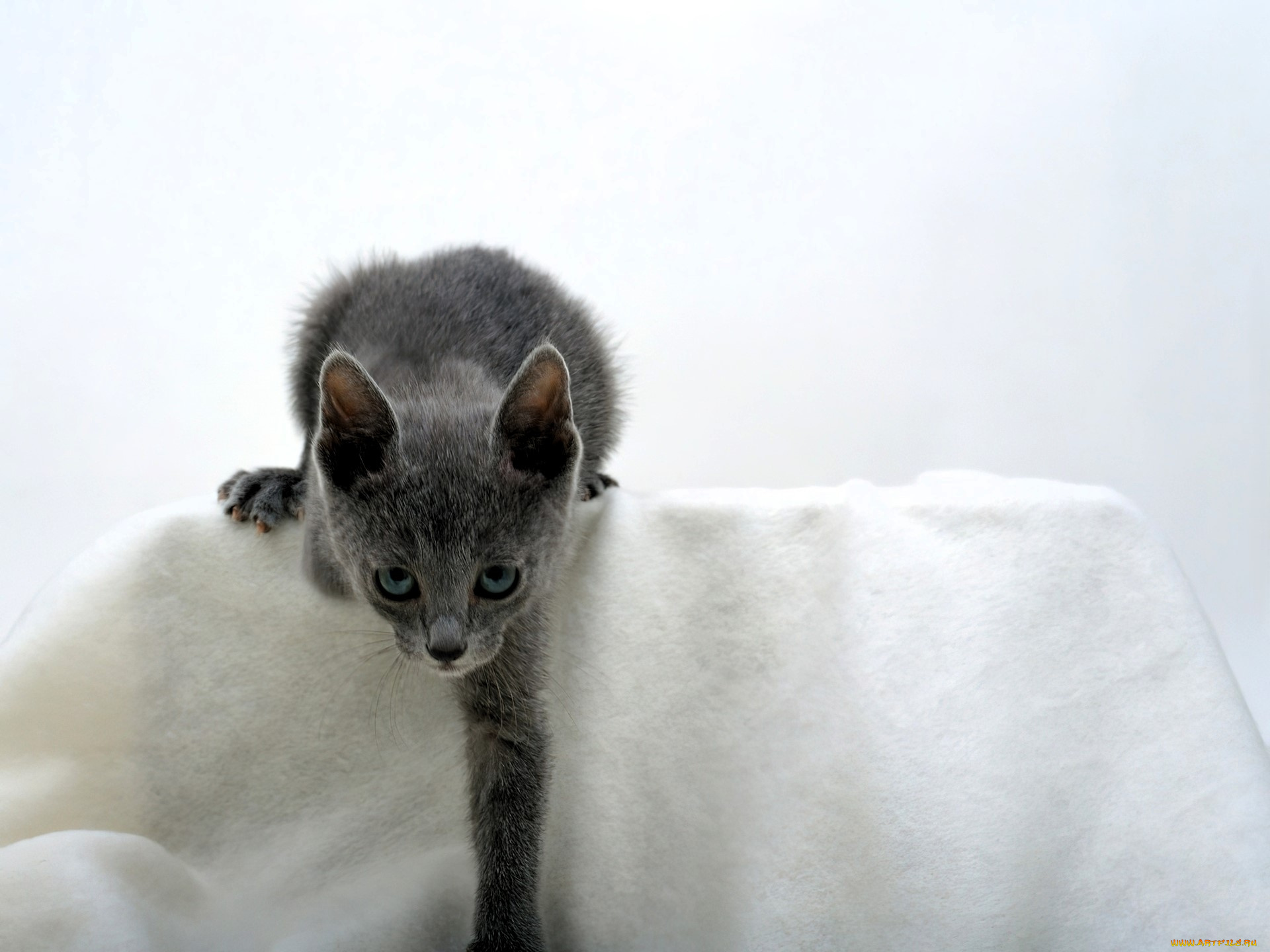 животные, коты, котенок, кресло