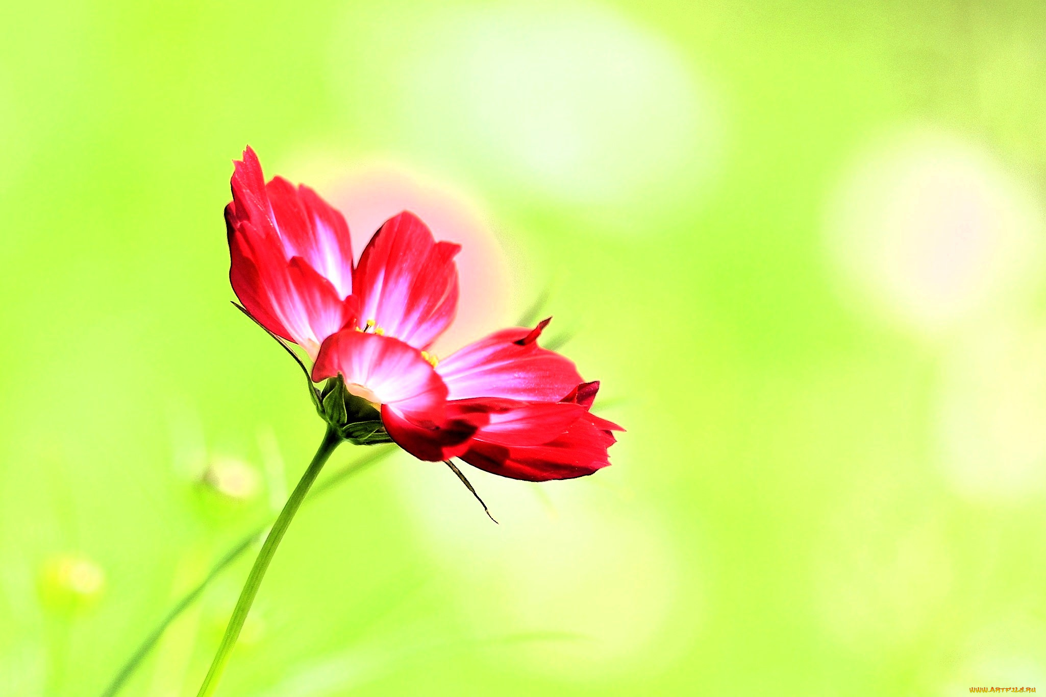 цветы, космея, красная