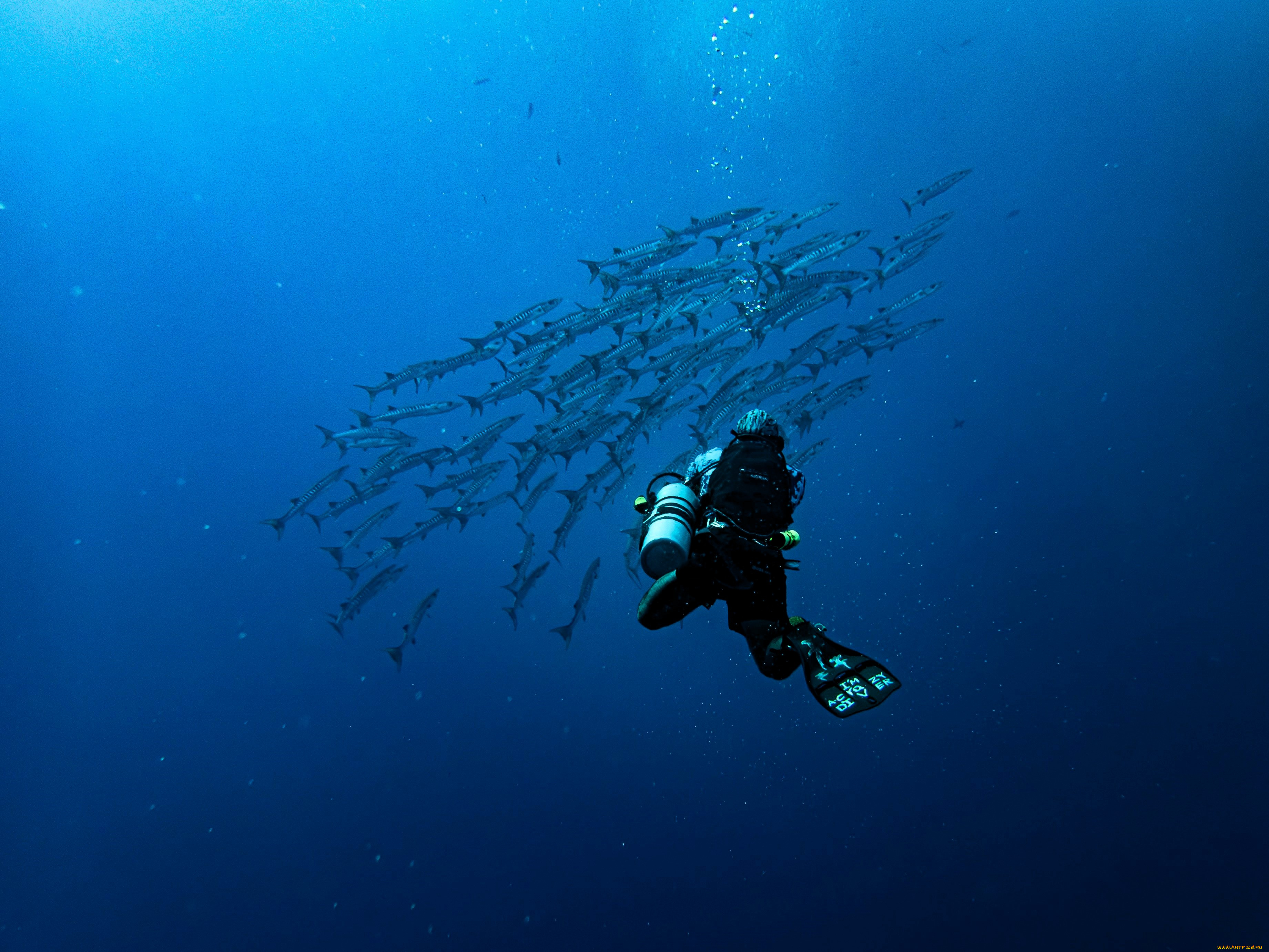 спорт, экстрим, дайвинг, дайвер, море, рыбы