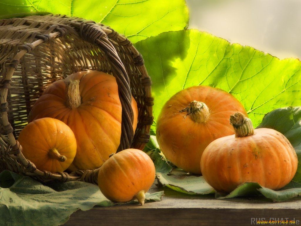 еда, тыква
