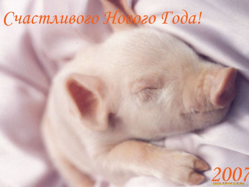 животные, свиньи, кабаны