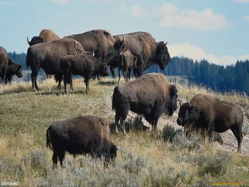 животные, зубры, бизоны