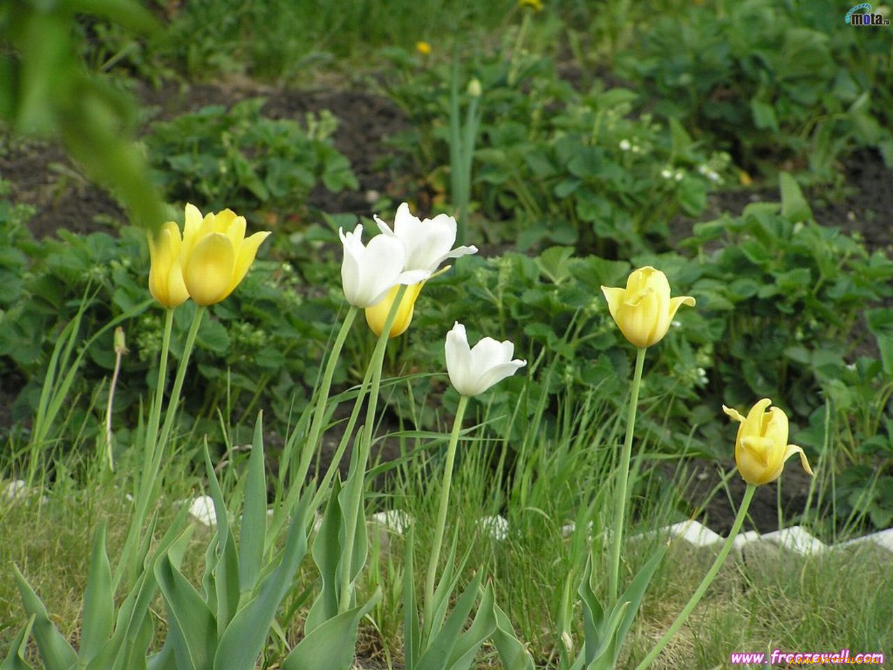 цветы, тюльпаны