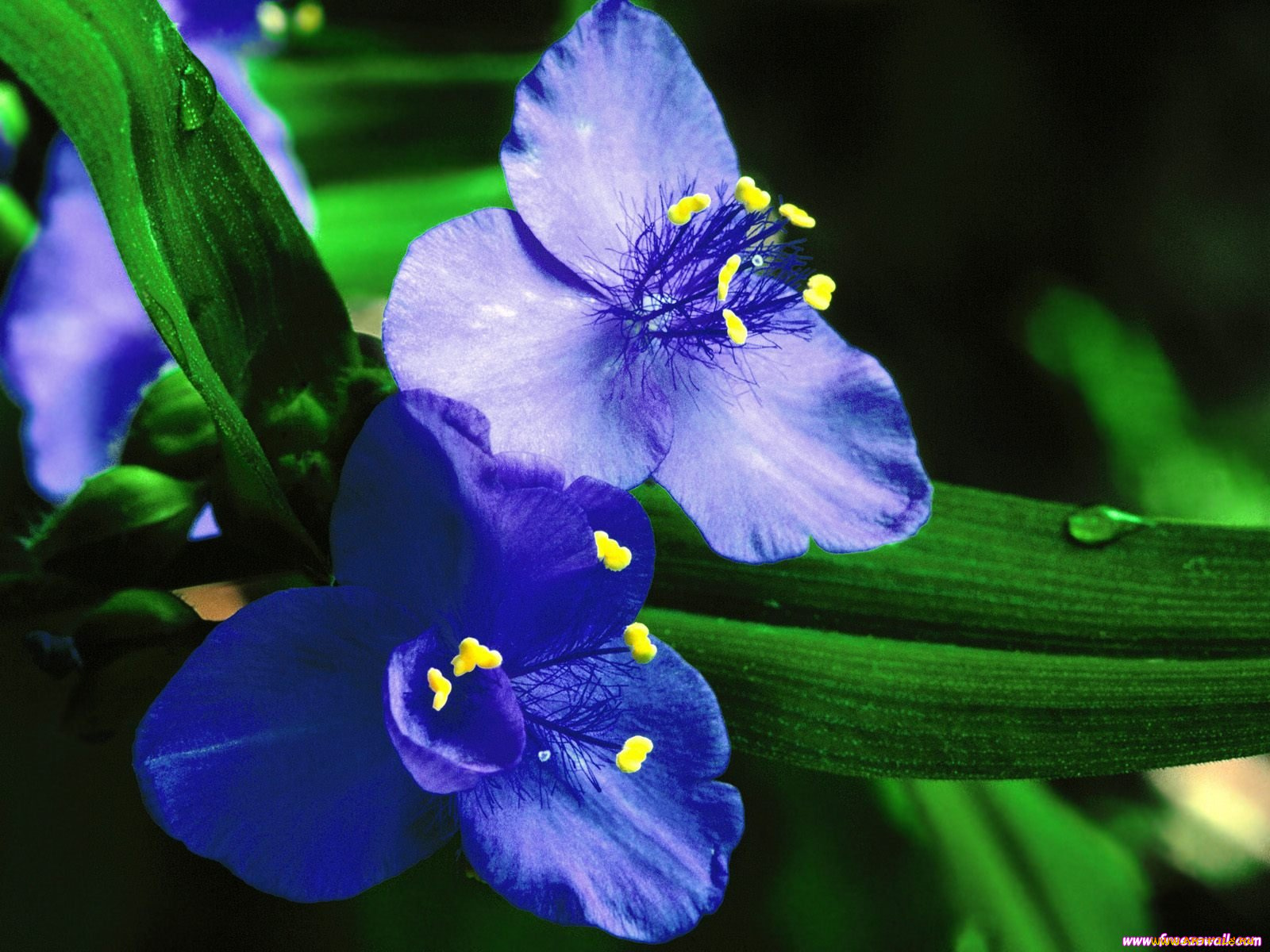 цветы, традесканции