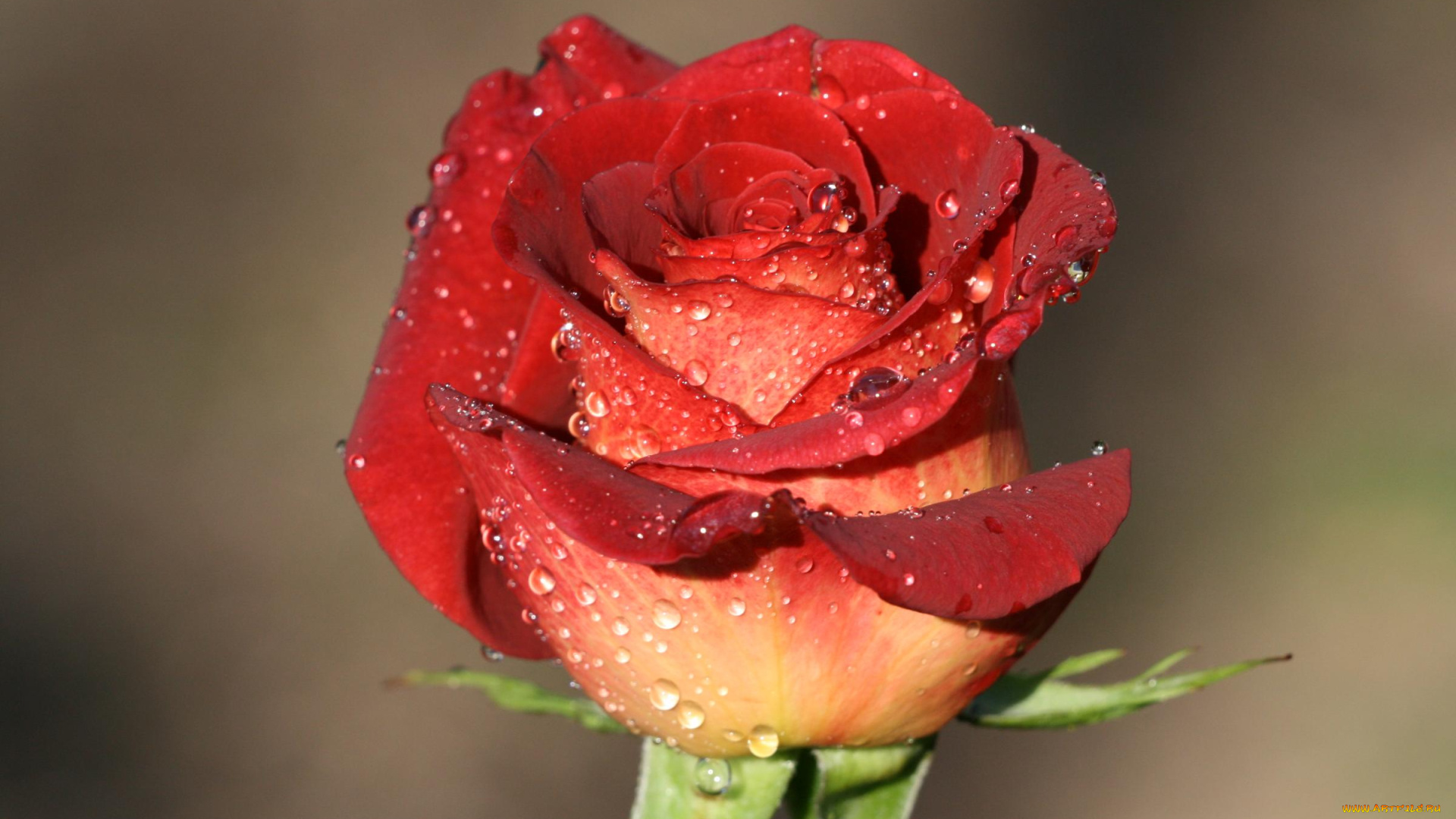 цветы, розы