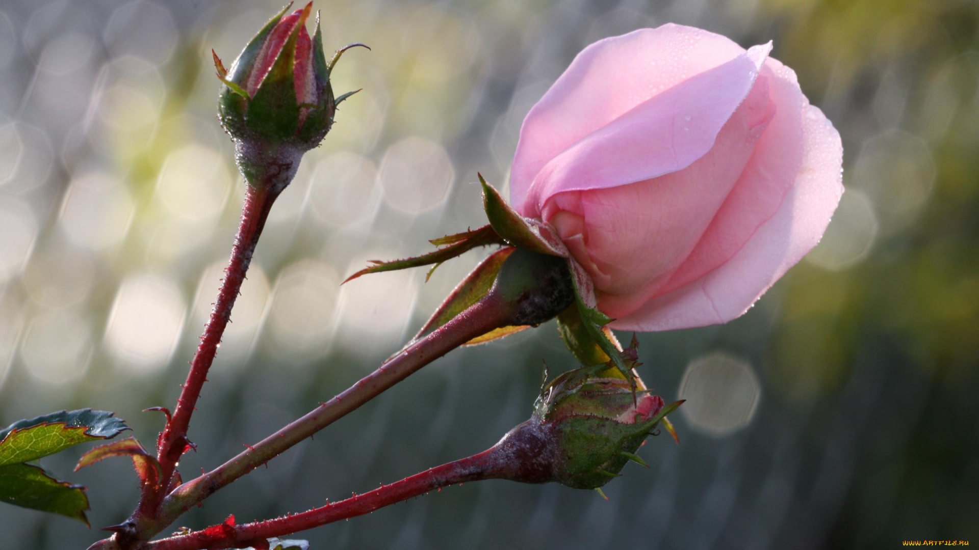 цветы, розы